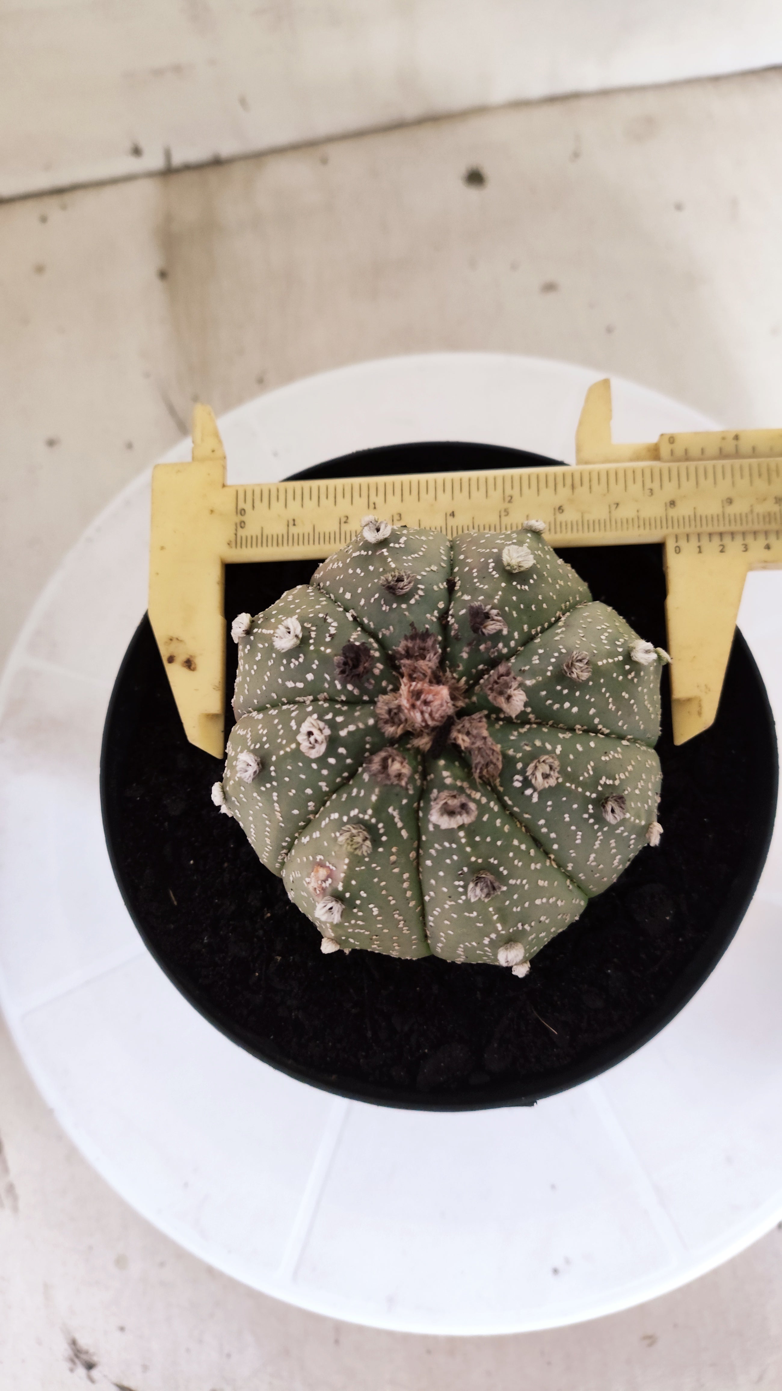 ASTROPHYTUM ASTERIAS SUPER KABUTO Nº 1414 – vaso 15