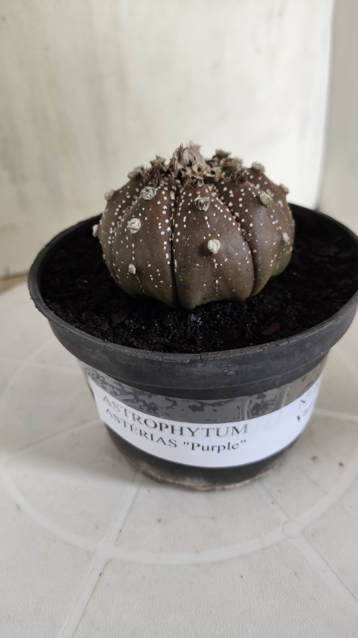 MATRIZ ASTROPHYTUM ASTÉRIAS "Purple - Star Shape" Nº 1065 – vaso 11