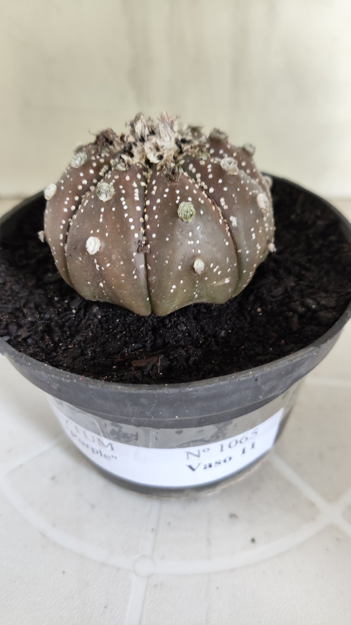 MATRIZ ASTROPHYTUM ASTÉRIAS "Purple - Star Shape" Nº 1065 – vaso 11