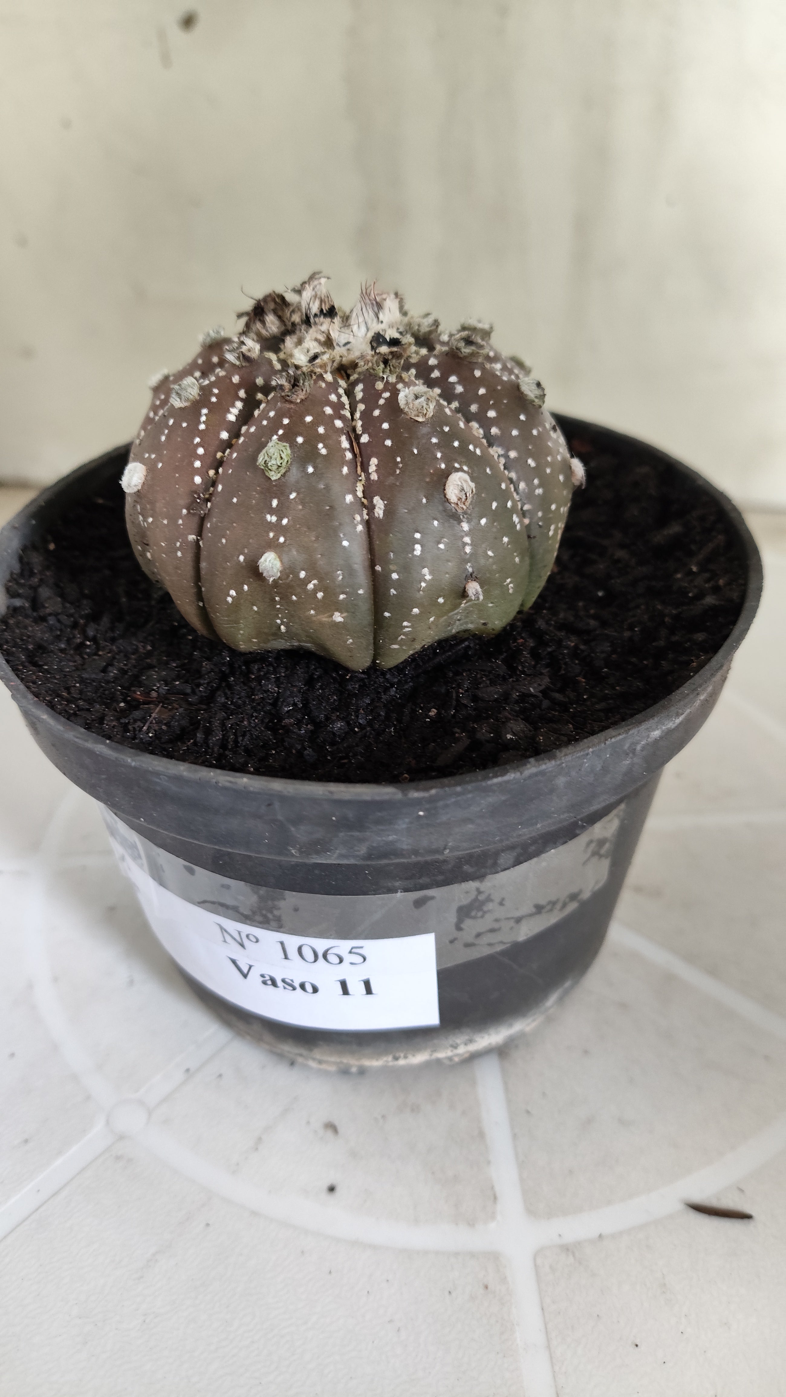 MATRIZ ASTROPHYTUM ASTÉRIAS "Purple - Star Shape" Nº 1065 – vaso 11