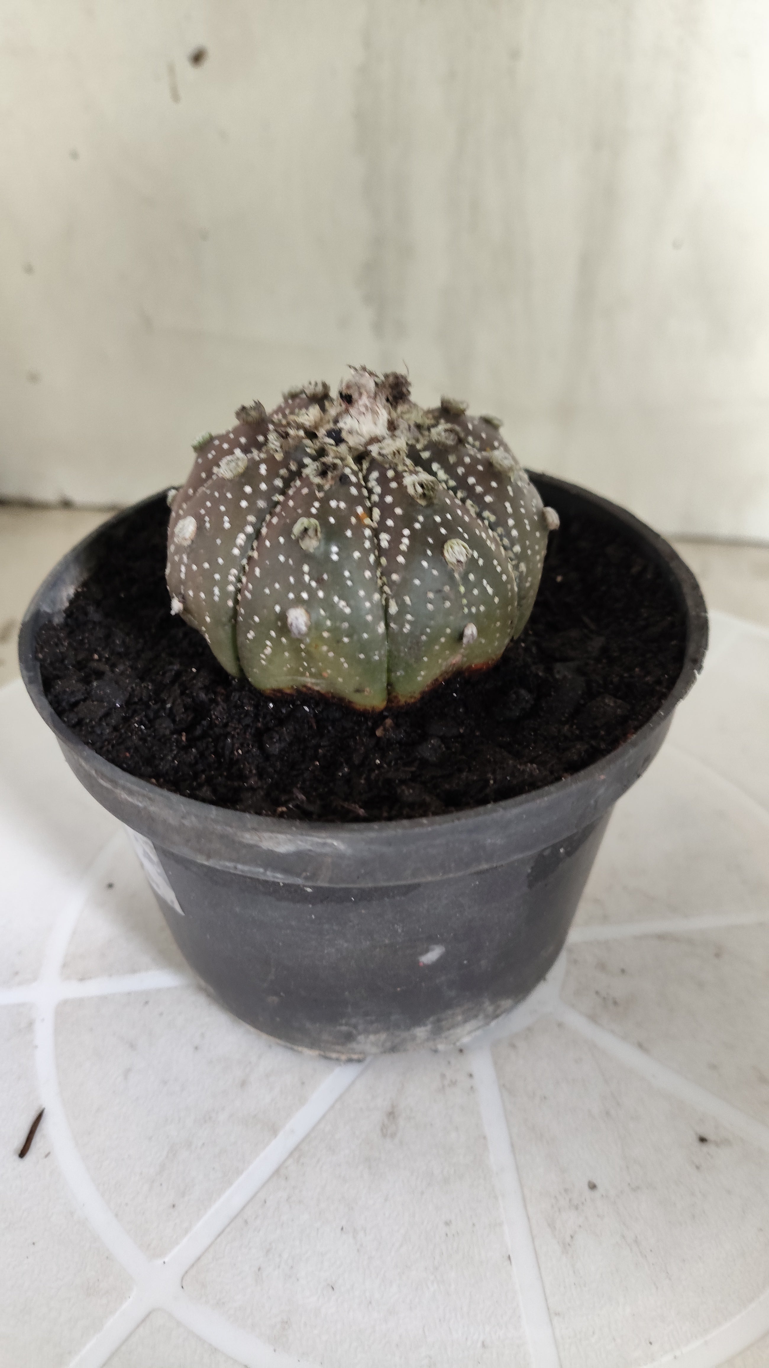 MATRIZ ASTROPHYTUM ASTÉRIAS "Purple - Star Shape" Nº 1065 – vaso 11