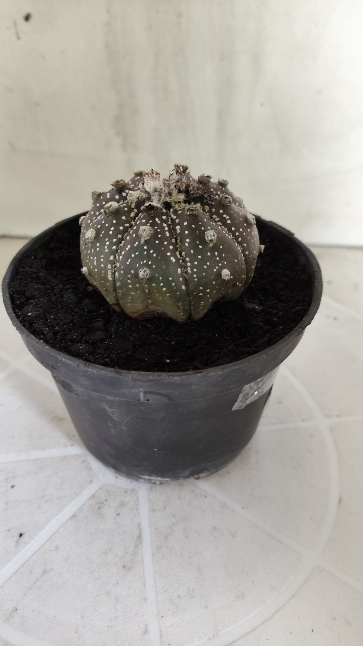 MATRIZ ASTROPHYTUM ASTÉRIAS "Purple - Star Shape" Nº 1065 – vaso 11
