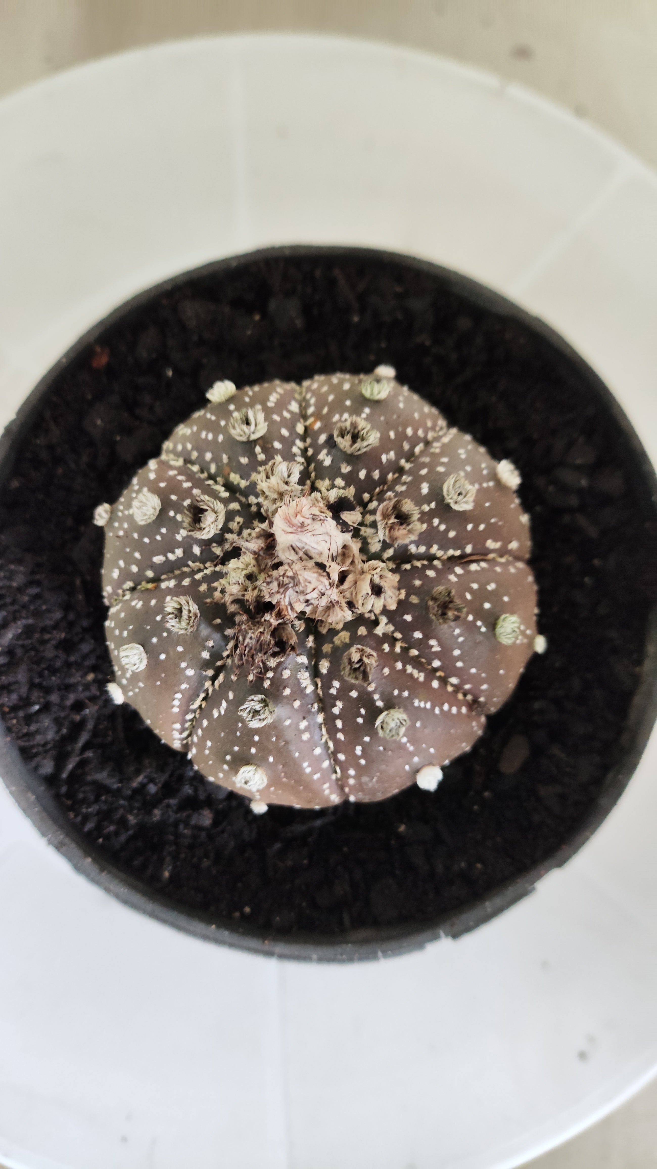 MATRIZ ASTROPHYTUM ASTÉRIAS "Purple - Star Shape" Nº 1065 – vaso 11