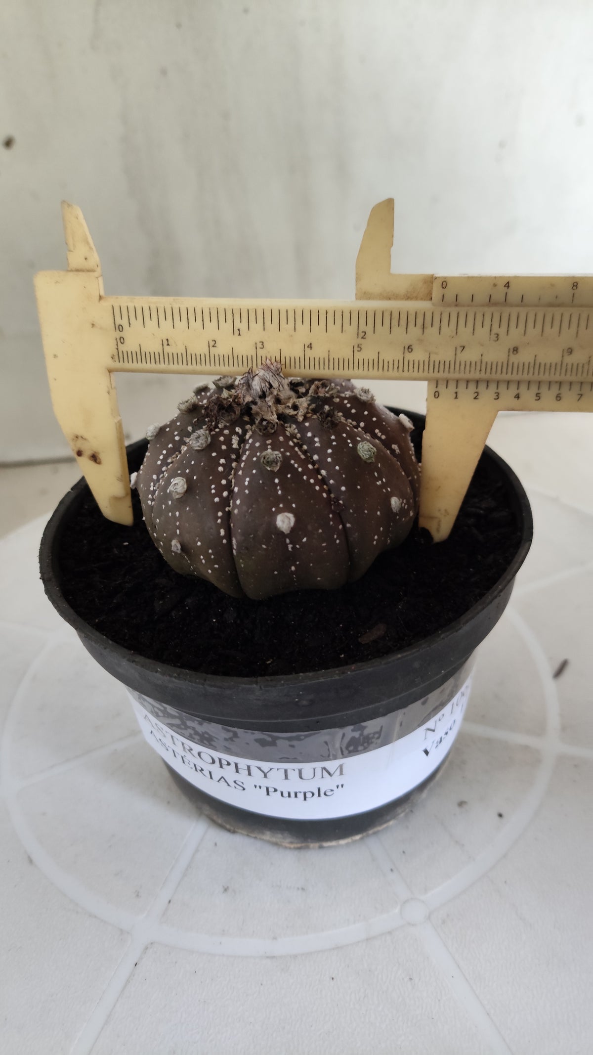 MATRIZ ASTROPHYTUM ASTÉRIAS "Purple - Star Shape" Nº 1065 – vaso 11
