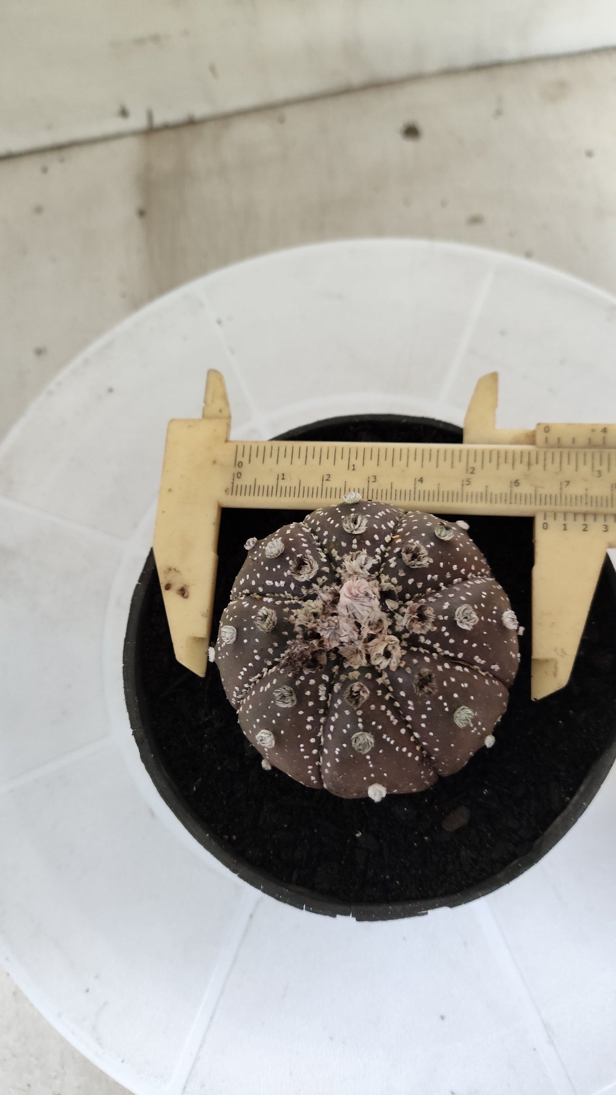 MATRIZ ASTROPHYTUM ASTÉRIAS "Purple - Star Shape" Nº 1065 – vaso 11
