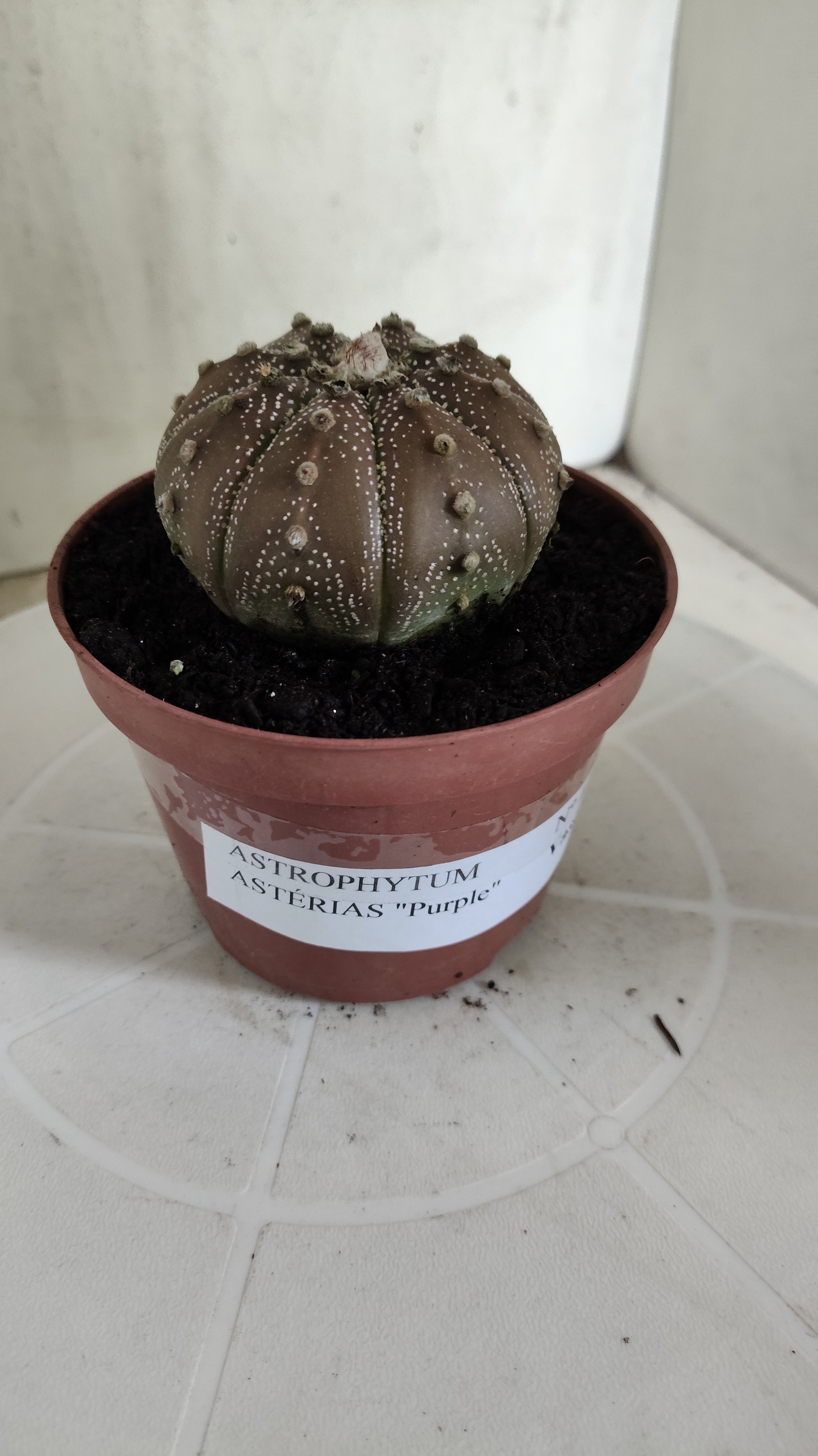 MATRIZ ASTROPHYTUM ASTÉRIAS "Purple" Nº 1264 – vaso 11