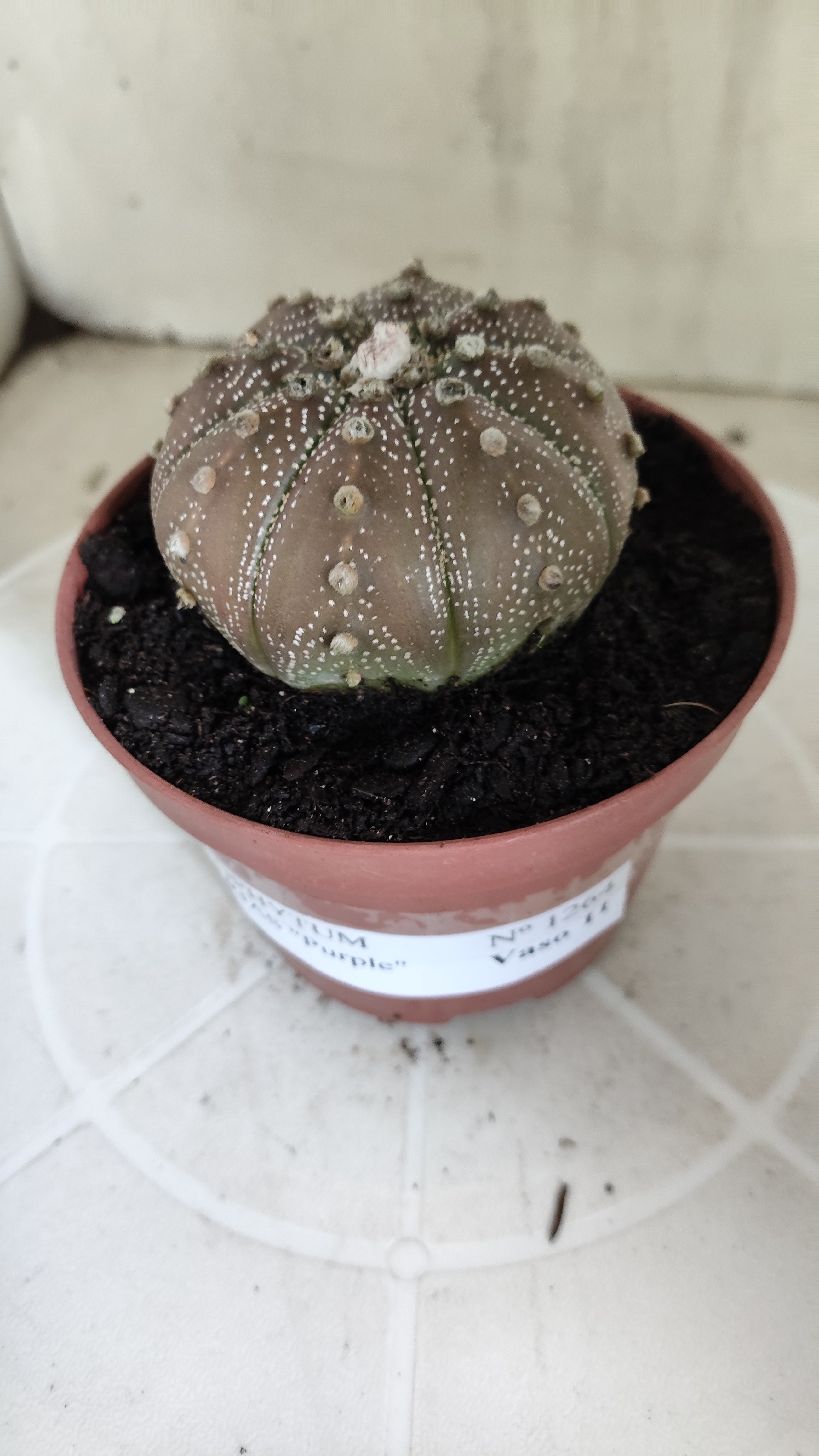 MATRIZ ASTROPHYTUM ASTÉRIAS "Purple" Nº 1264 – vaso 11