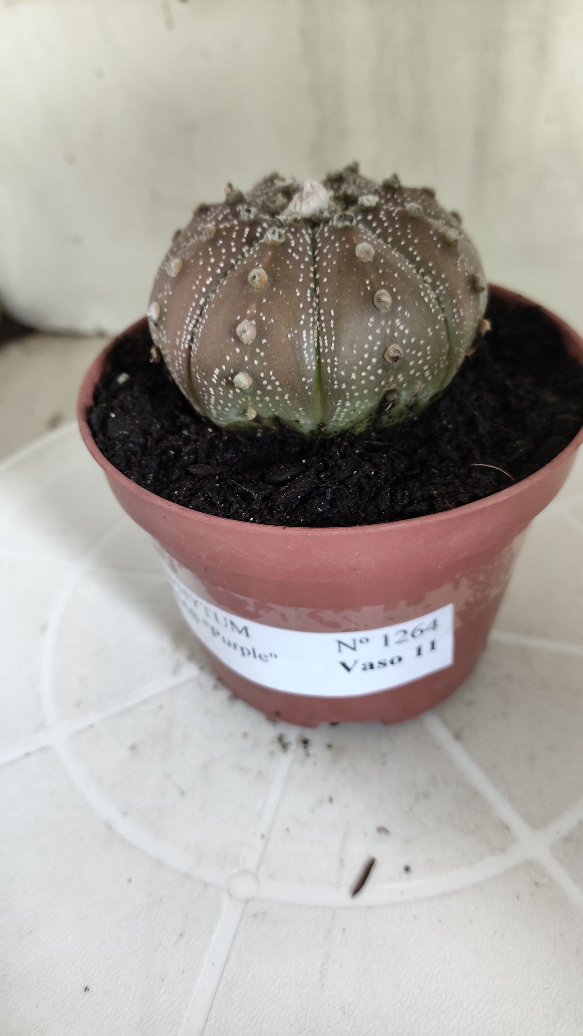 MATRIZ ASTROPHYTUM ASTÉRIAS "Purple" Nº 1264 – vaso 11