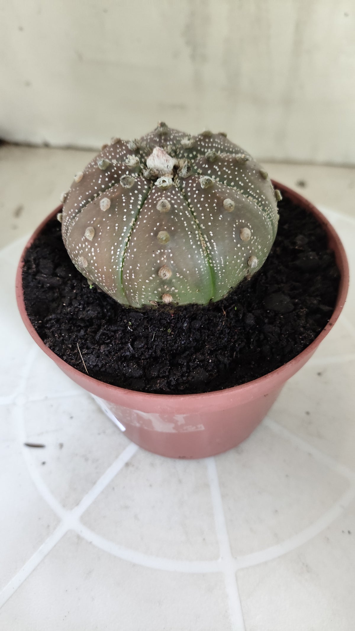 MATRIZ ASTROPHYTUM ASTÉRIAS "Purple" Nº 1264 – vaso 11