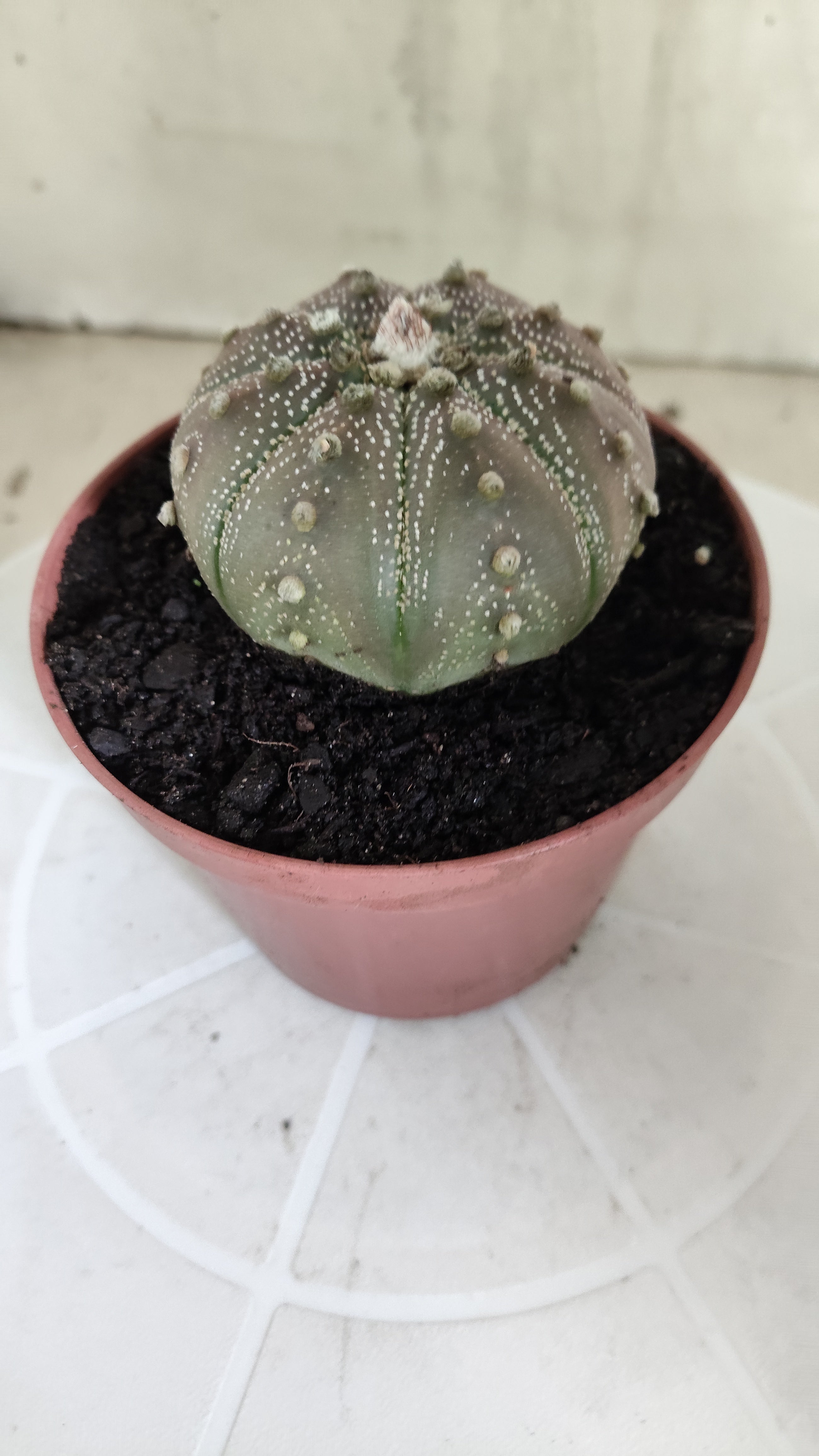 MATRIZ ASTROPHYTUM ASTÉRIAS "Purple" Nº 1264 – vaso 11