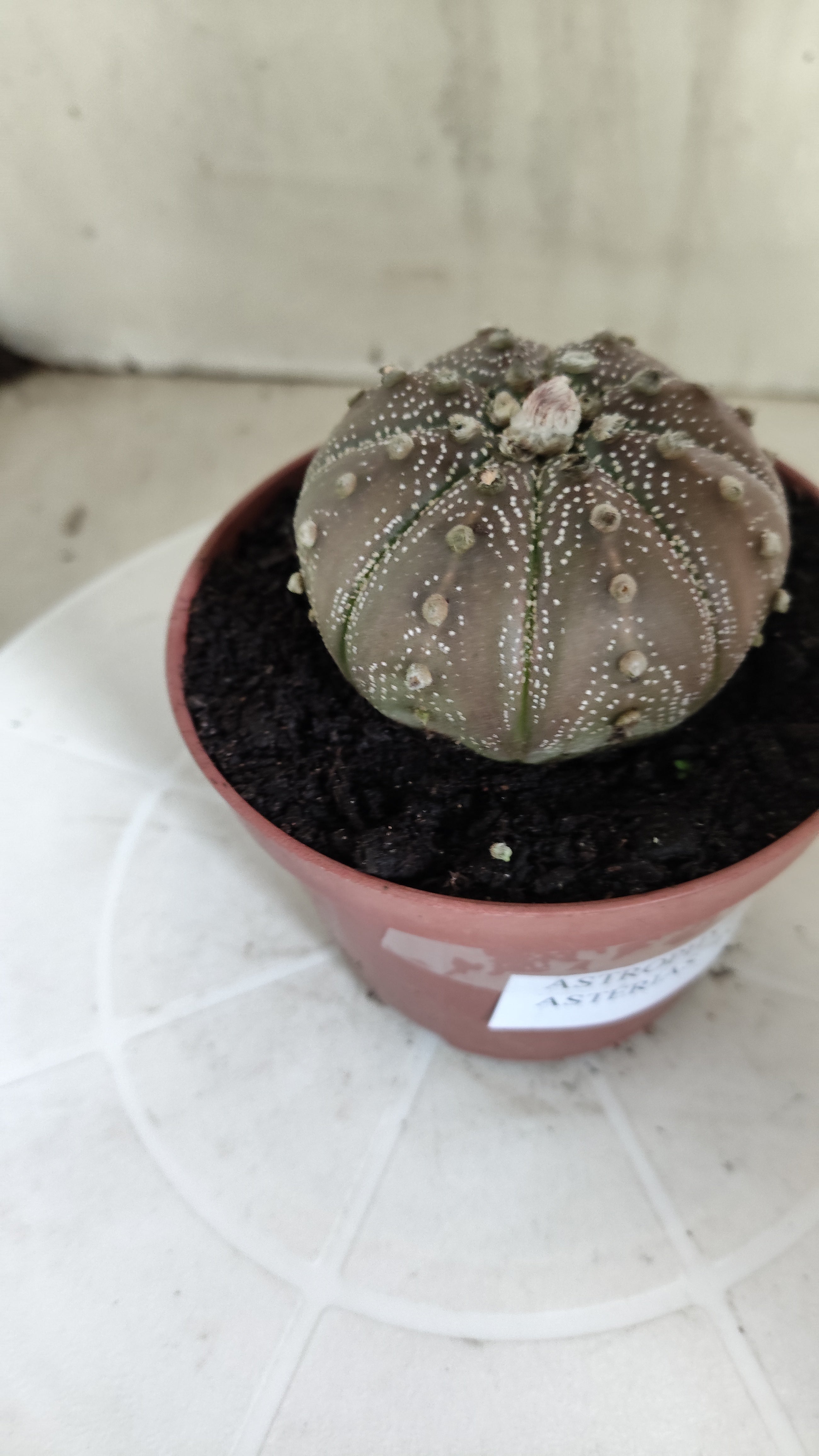 MATRIZ ASTROPHYTUM ASTÉRIAS "Purple" Nº 1264 – vaso 11