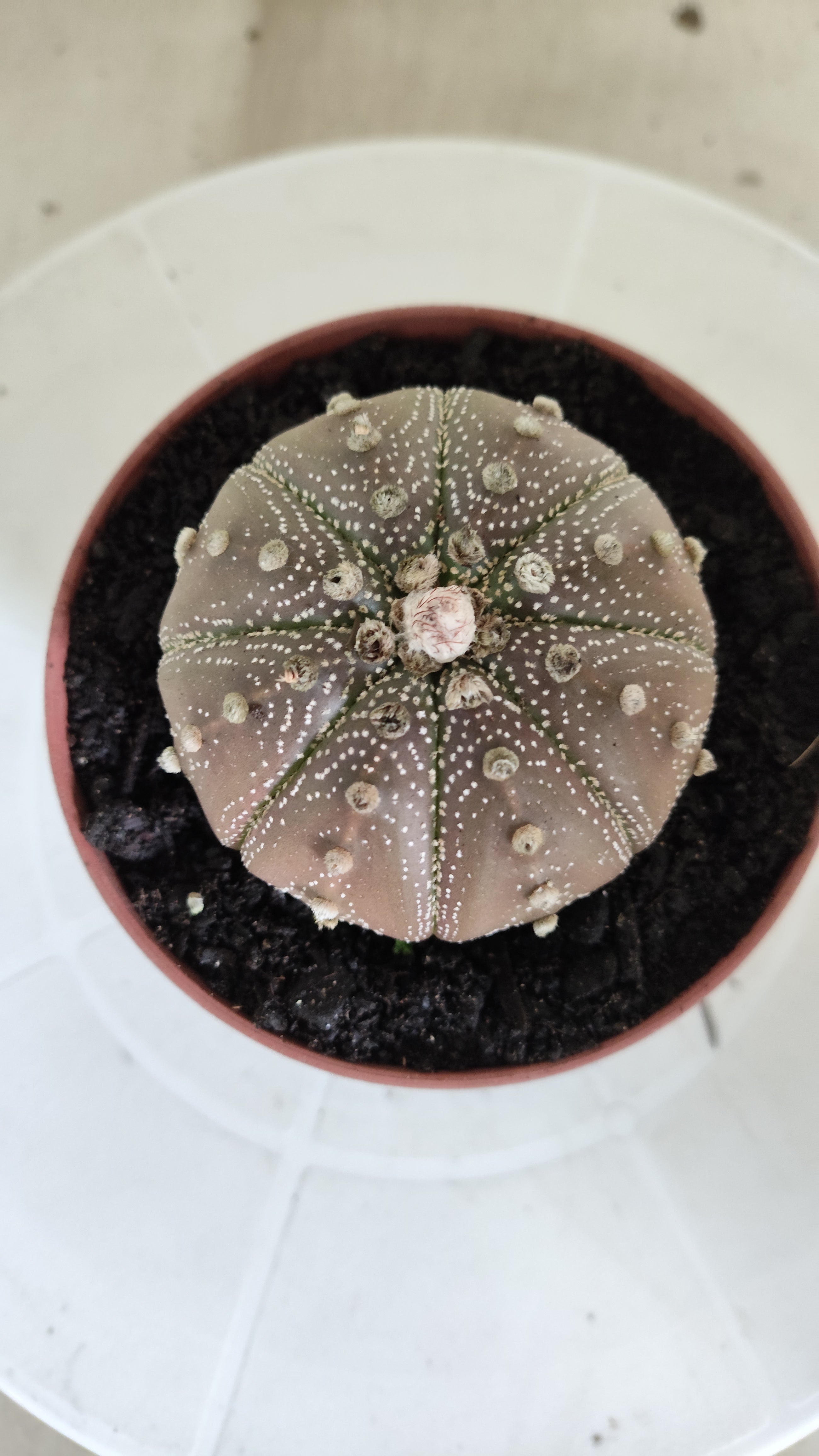 MATRIZ ASTROPHYTUM ASTÉRIAS "Purple" Nº 1264 – vaso 11