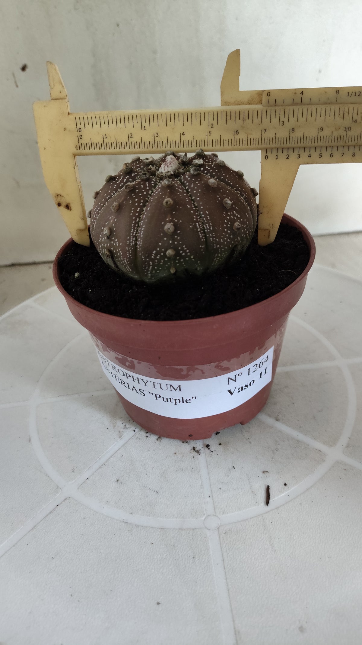 MATRIZ ASTROPHYTUM ASTÉRIAS "Purple" Nº 1264 – vaso 11