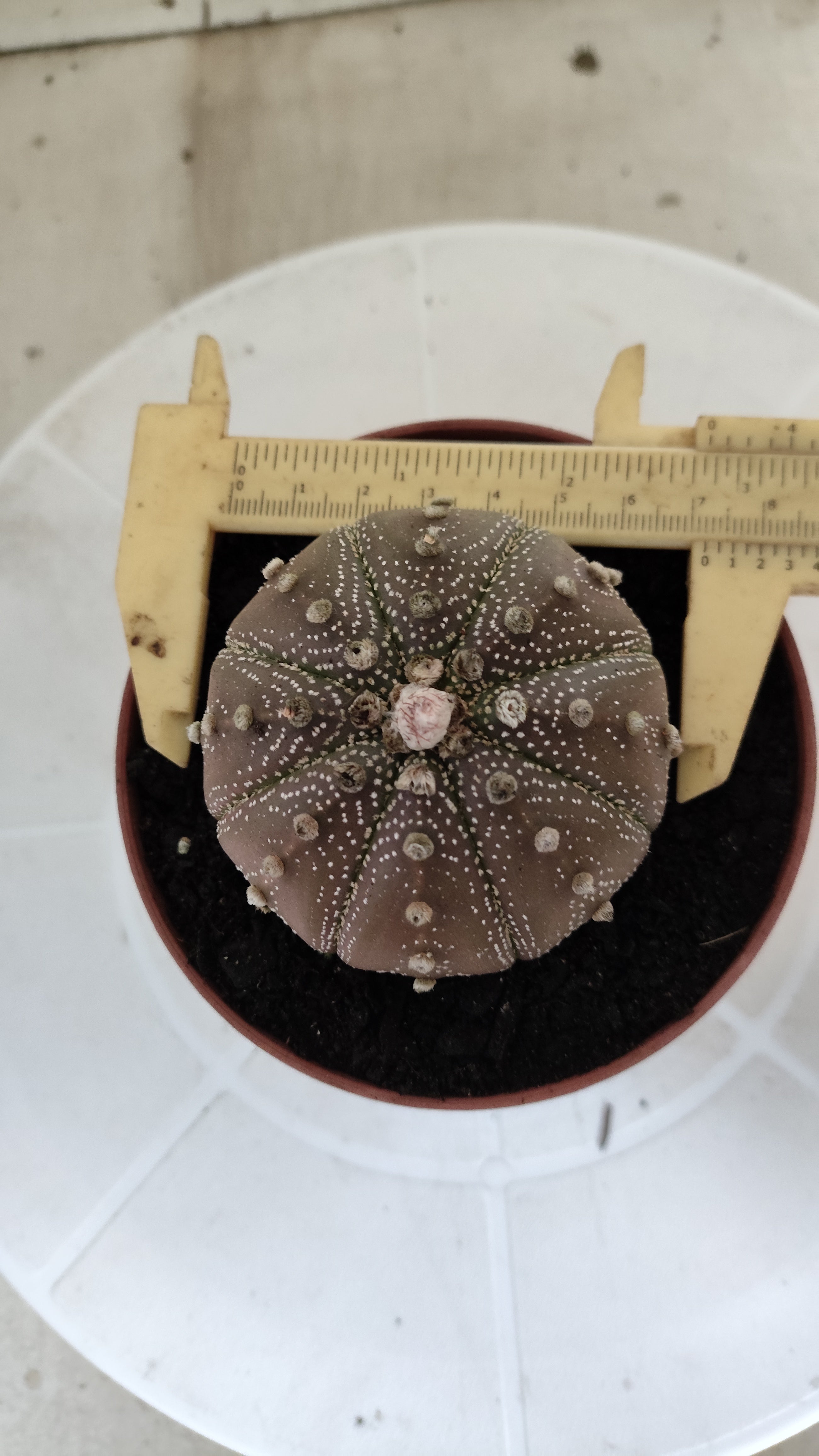 MATRIZ ASTROPHYTUM ASTÉRIAS "Purple" Nº 1264 – vaso 11