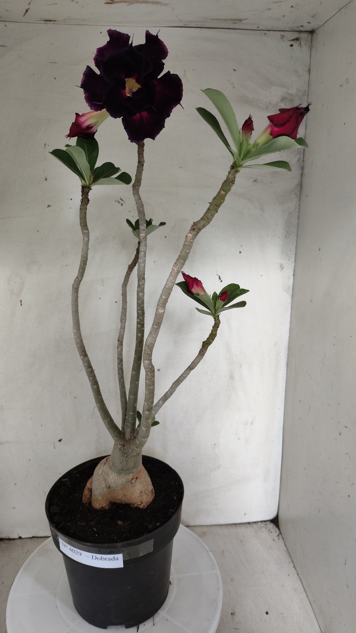 Planta Dobrada 4029 – 55cm – 04 anos - Vaso 17