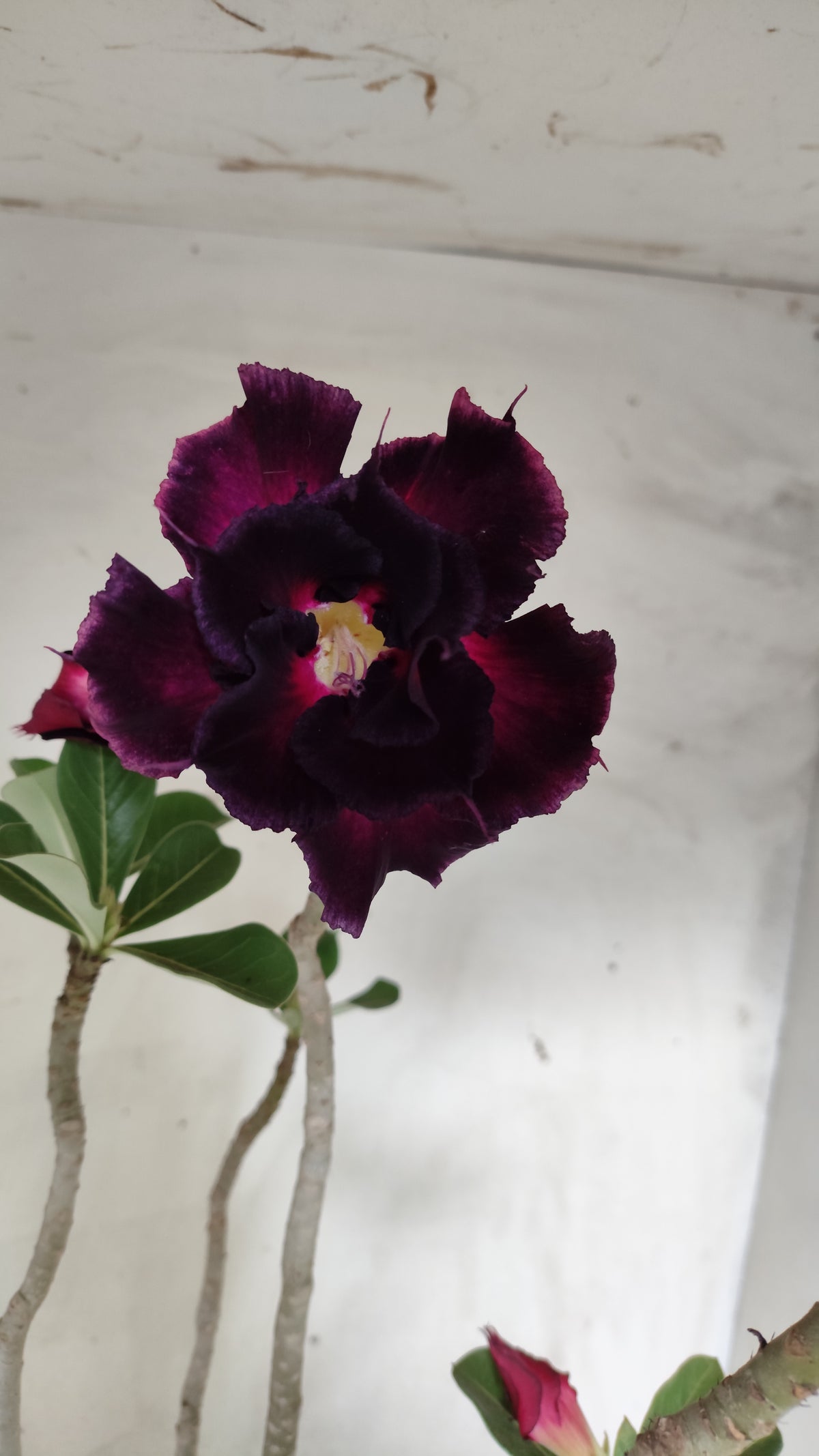 Planta Dobrada 4029 – 55cm – 04 anos - Vaso 17