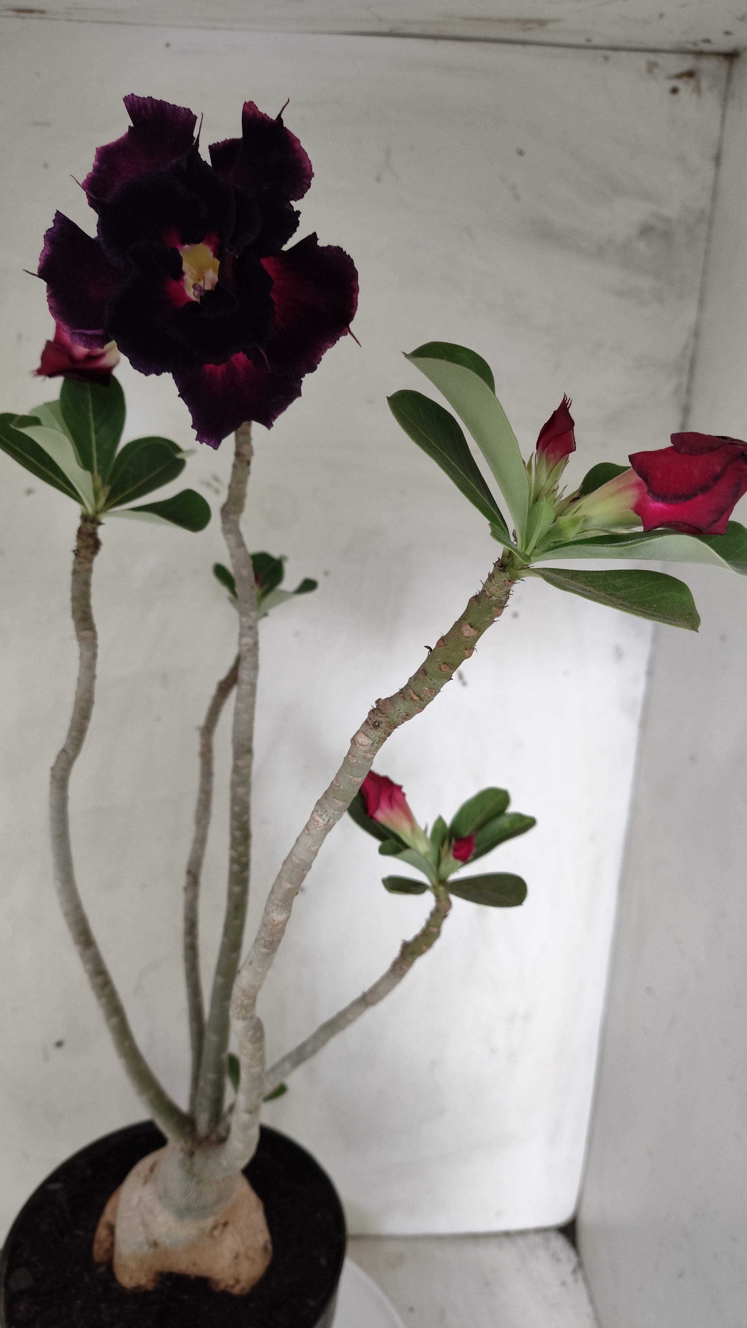 Planta Dobrada 4029 – 55cm – 04 anos - Vaso 17