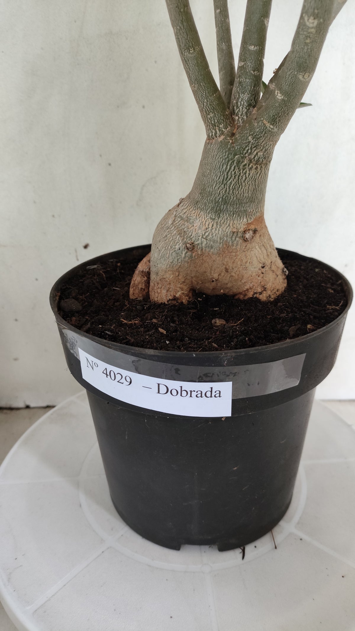 Planta Dobrada 4029 – 55cm – 04 anos - Vaso 17