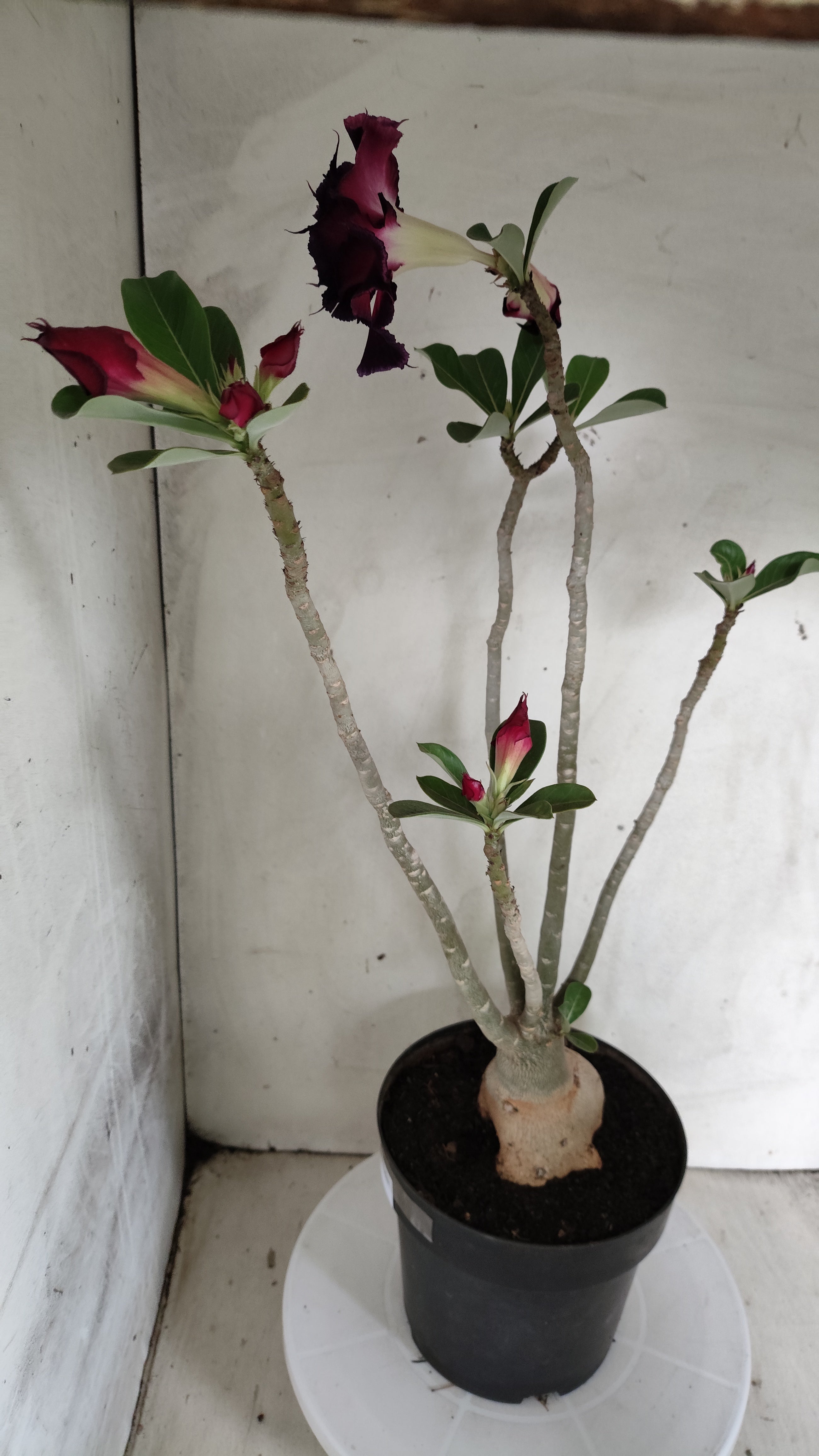 Planta Dobrada 4029 – 55cm – 04 anos - Vaso 17