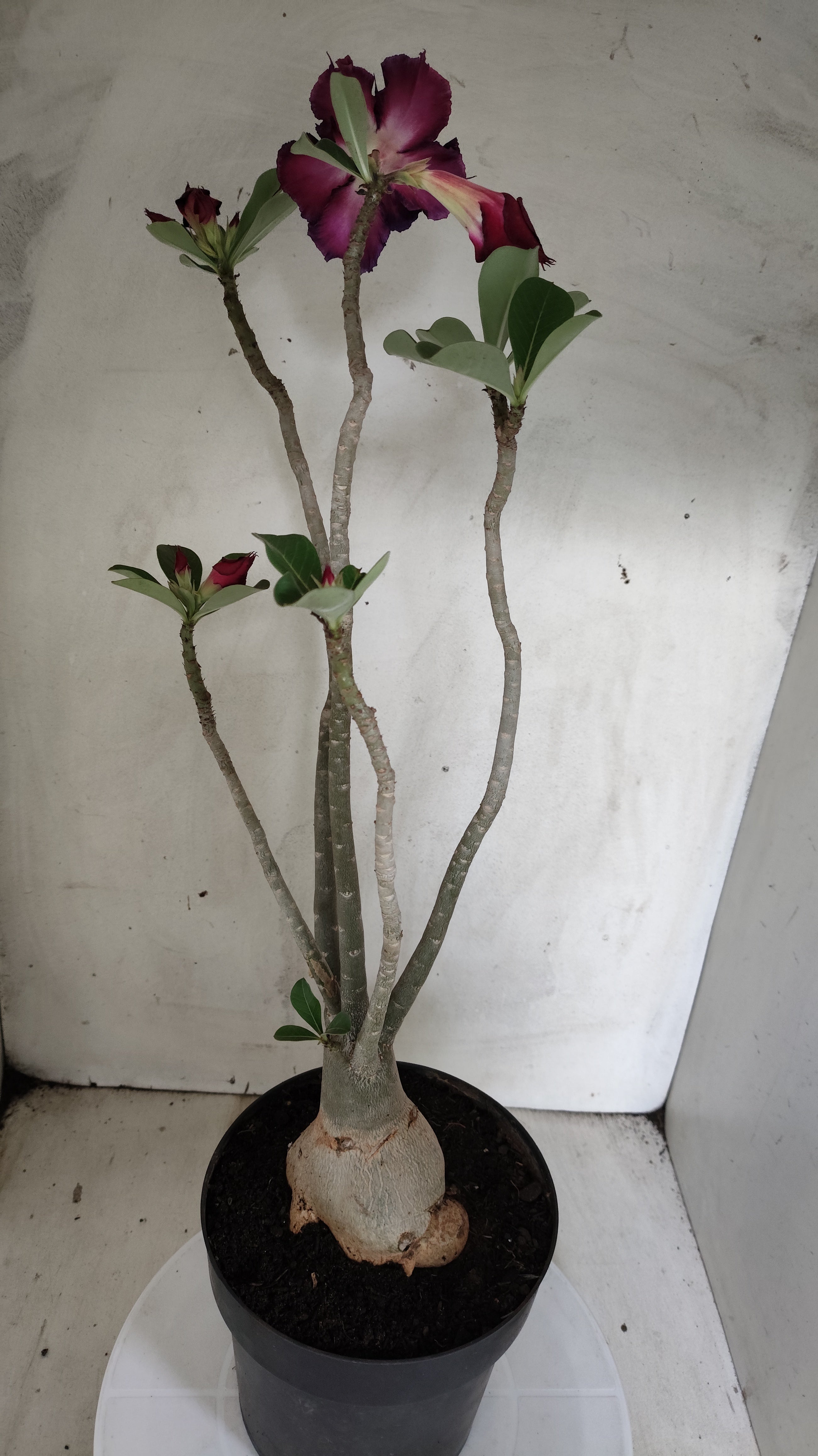 Planta Dobrada 4029 – 55cm – 04 anos - Vaso 17