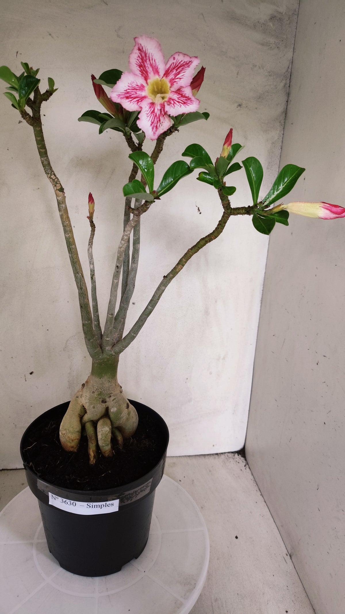 Planta Simples 3630 – 45cm – 04 anos - vaso 17