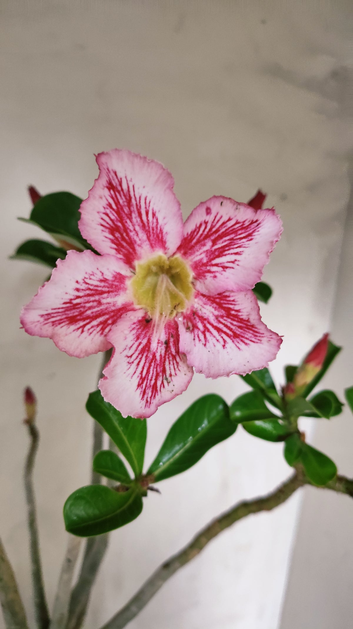 Planta Simples 3630 – 45cm – 04 anos - vaso 17