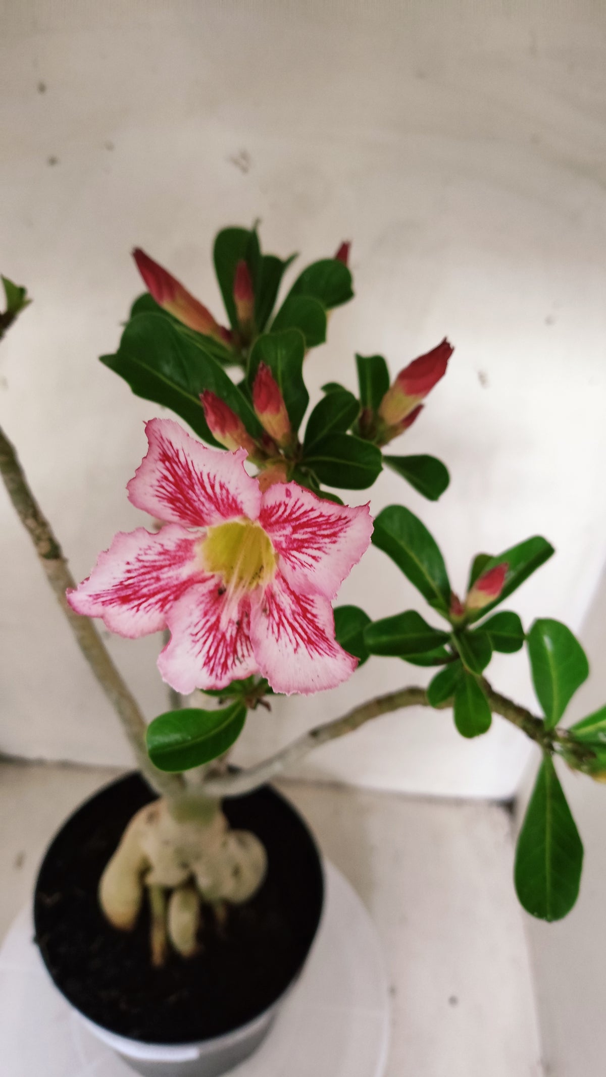 Planta Simples 3630 – 45cm – 04 anos - vaso 17