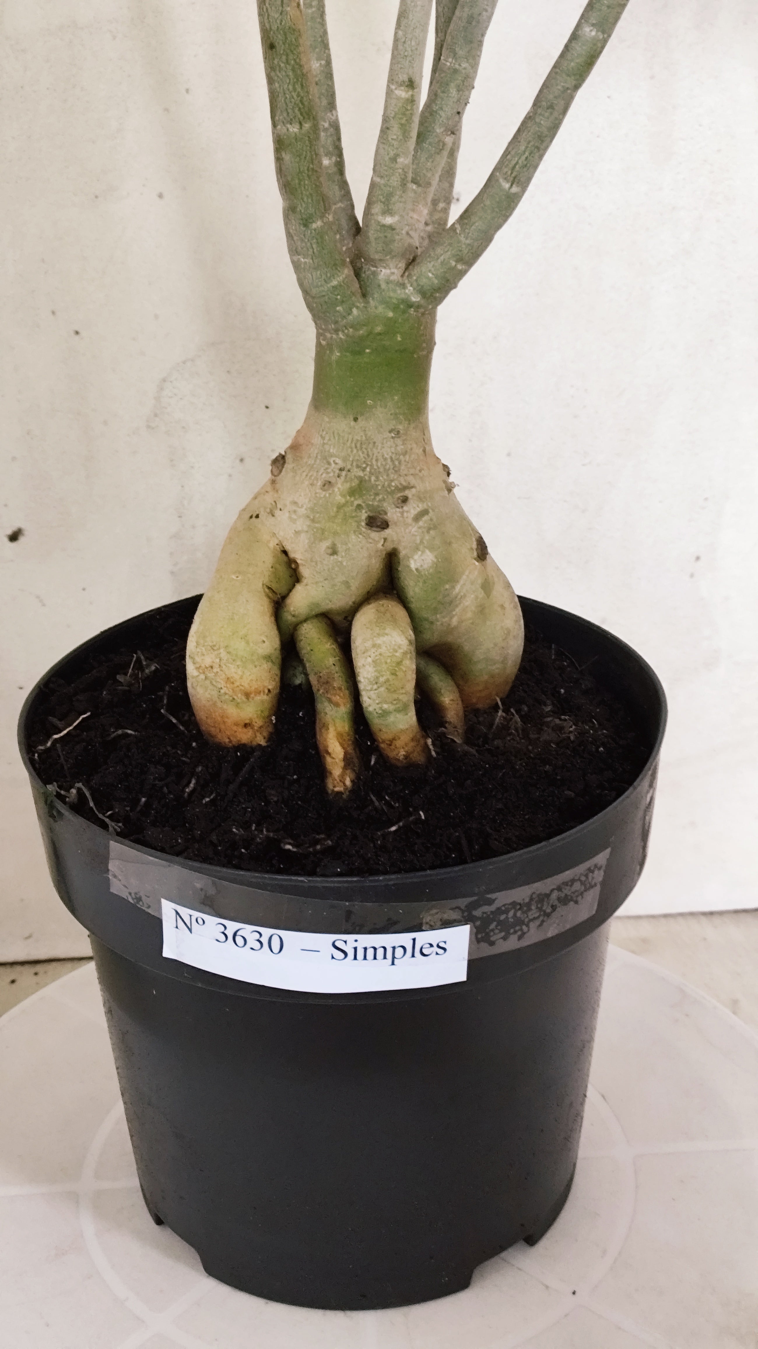 Planta Simples 3630 – 45cm – 04 anos - vaso 17
