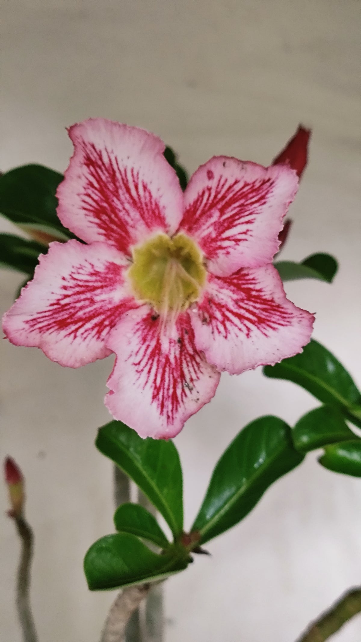 Planta Simples 3630 – 45cm – 04 anos - vaso 17