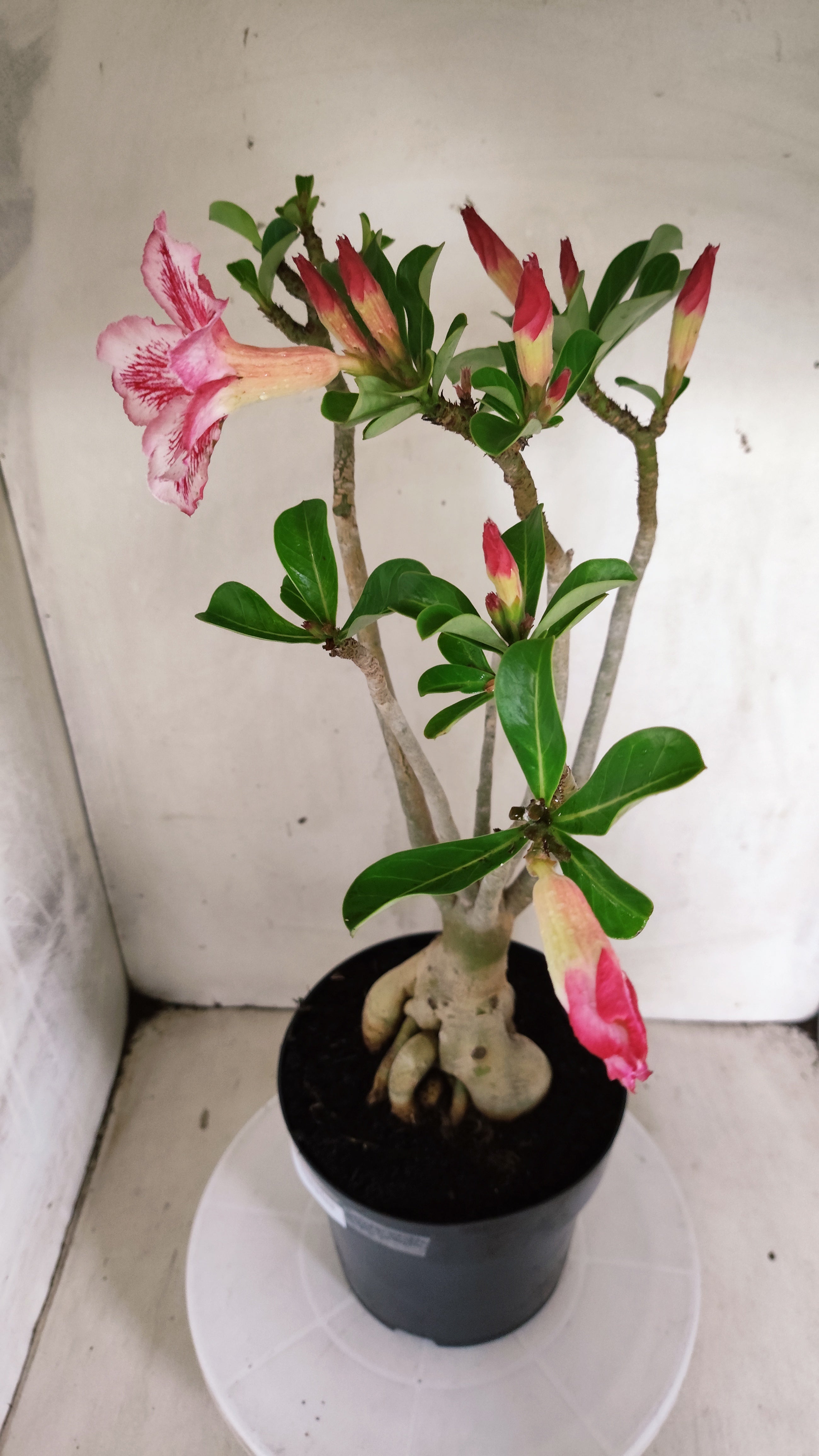 Planta Simples 3630 – 45cm – 04 anos - vaso 17