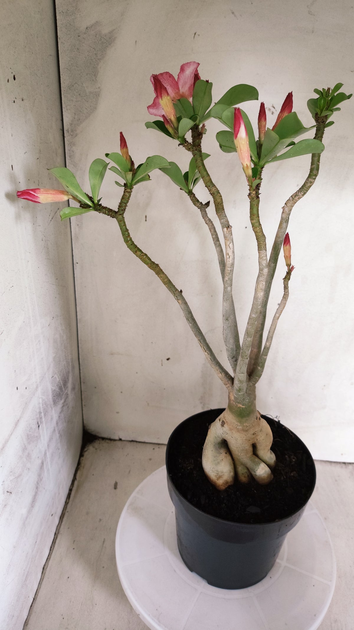 Planta Simples 3630 – 45cm – 04 anos - vaso 17