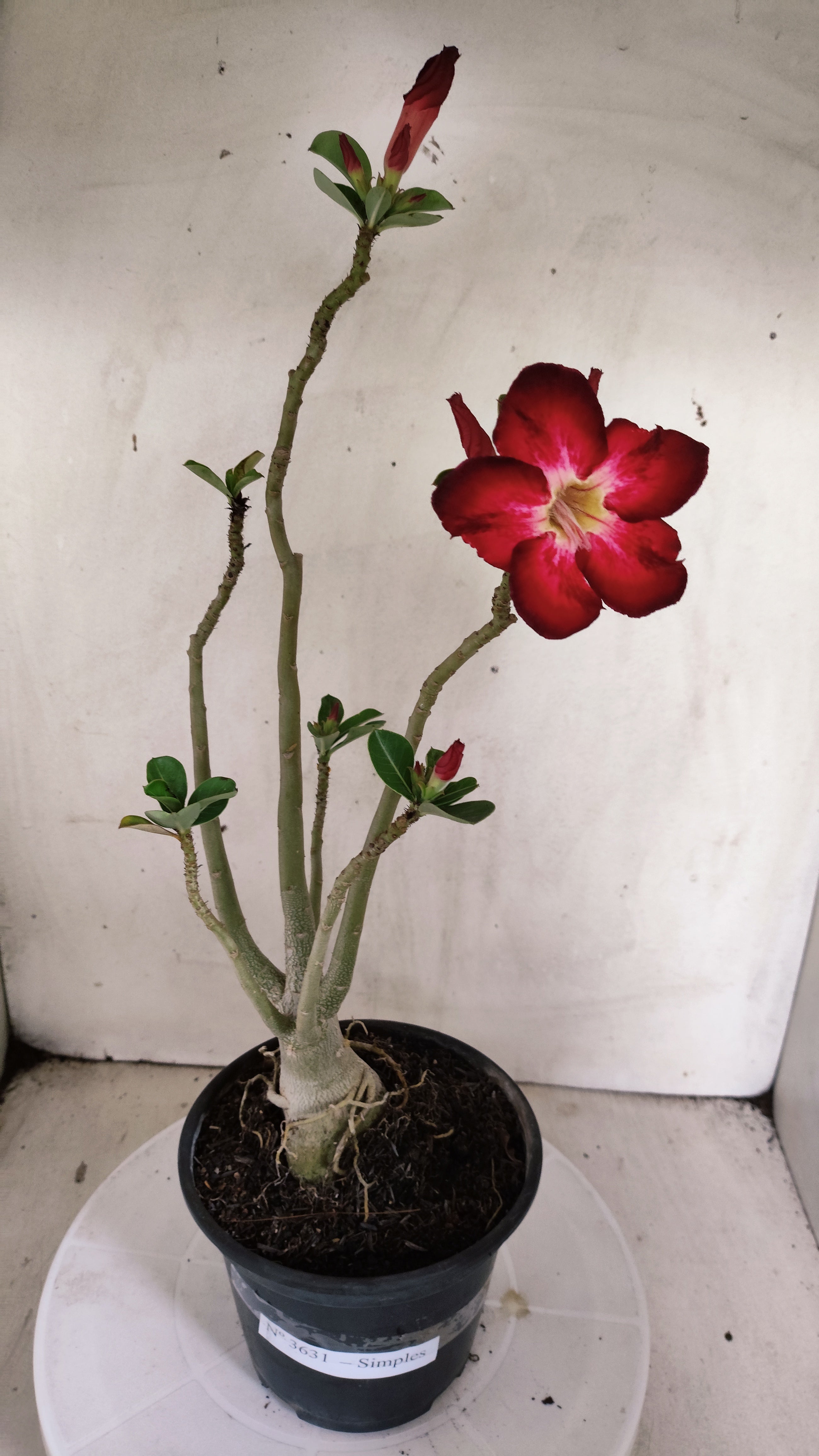 Planta Simples 3631 – 35cm – 03 anos - vaso 15