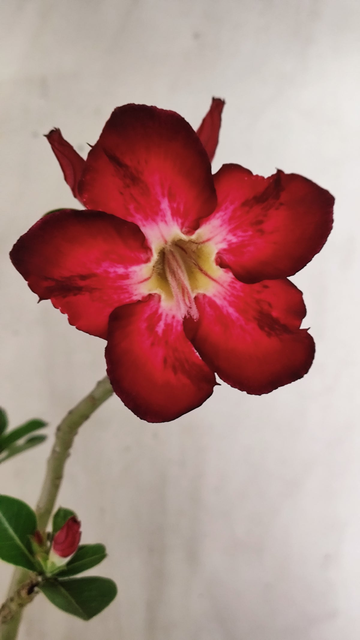 Planta Simples 3631 – 35cm – 03 anos - vaso 15