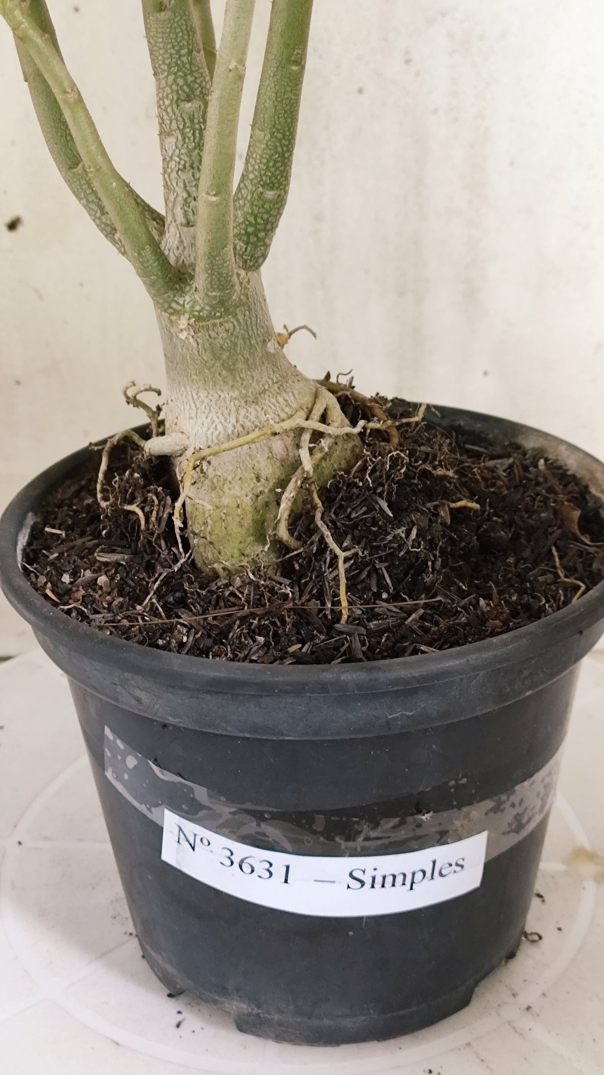 Planta Simples 3631 – 35cm – 03 anos - vaso 15