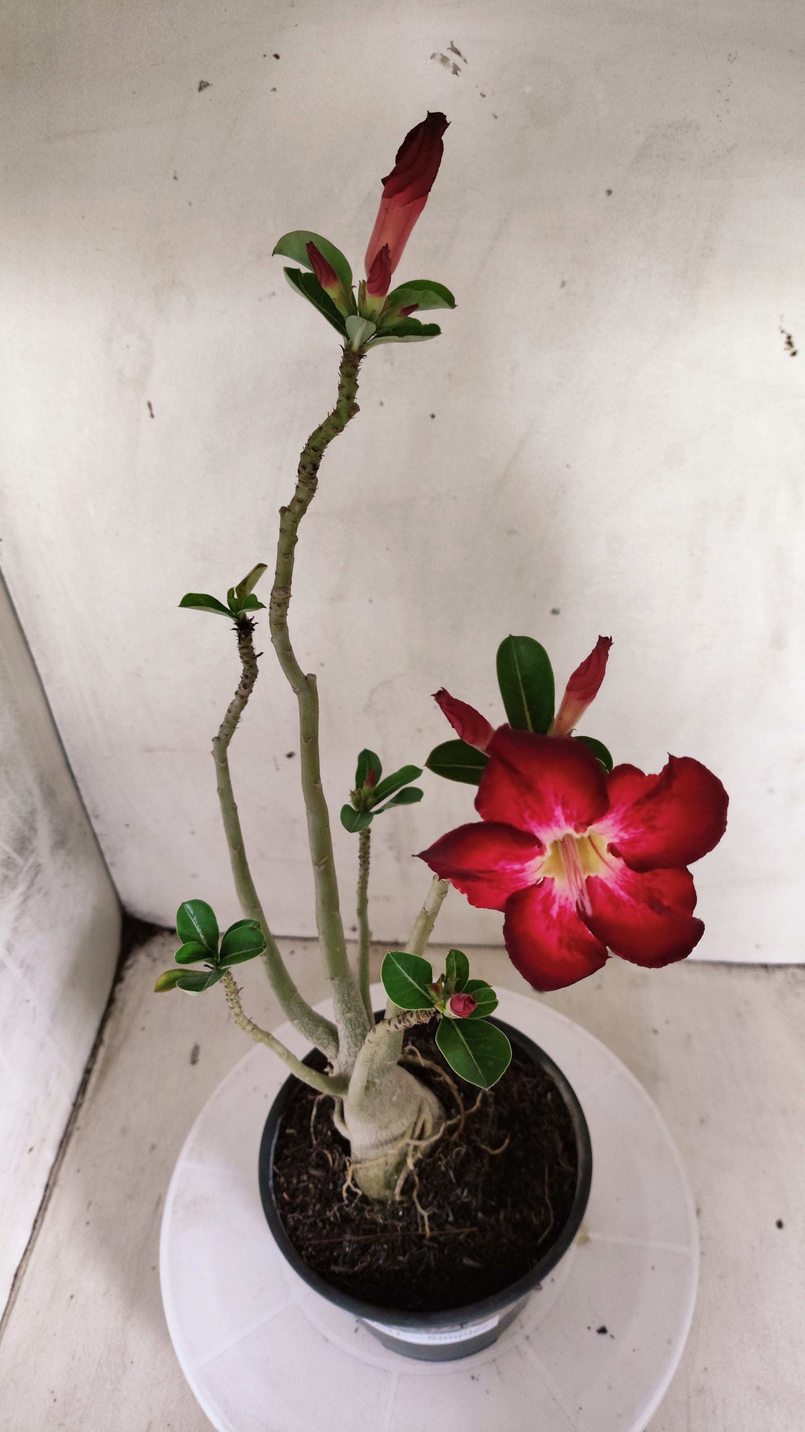 Planta Simples 3631 – 35cm – 03 anos - vaso 15
