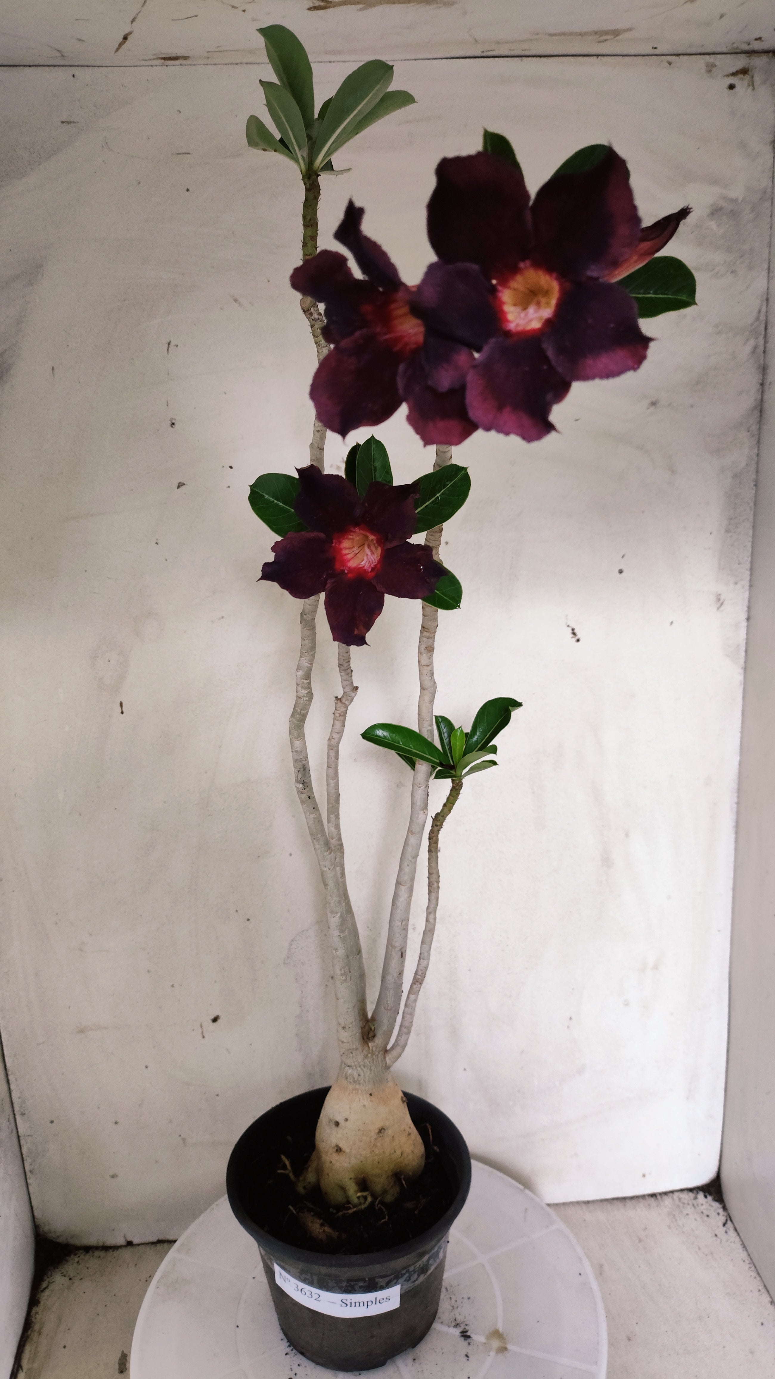 Planta Simples 3632 – 45cm – 03 anos - vaso 15