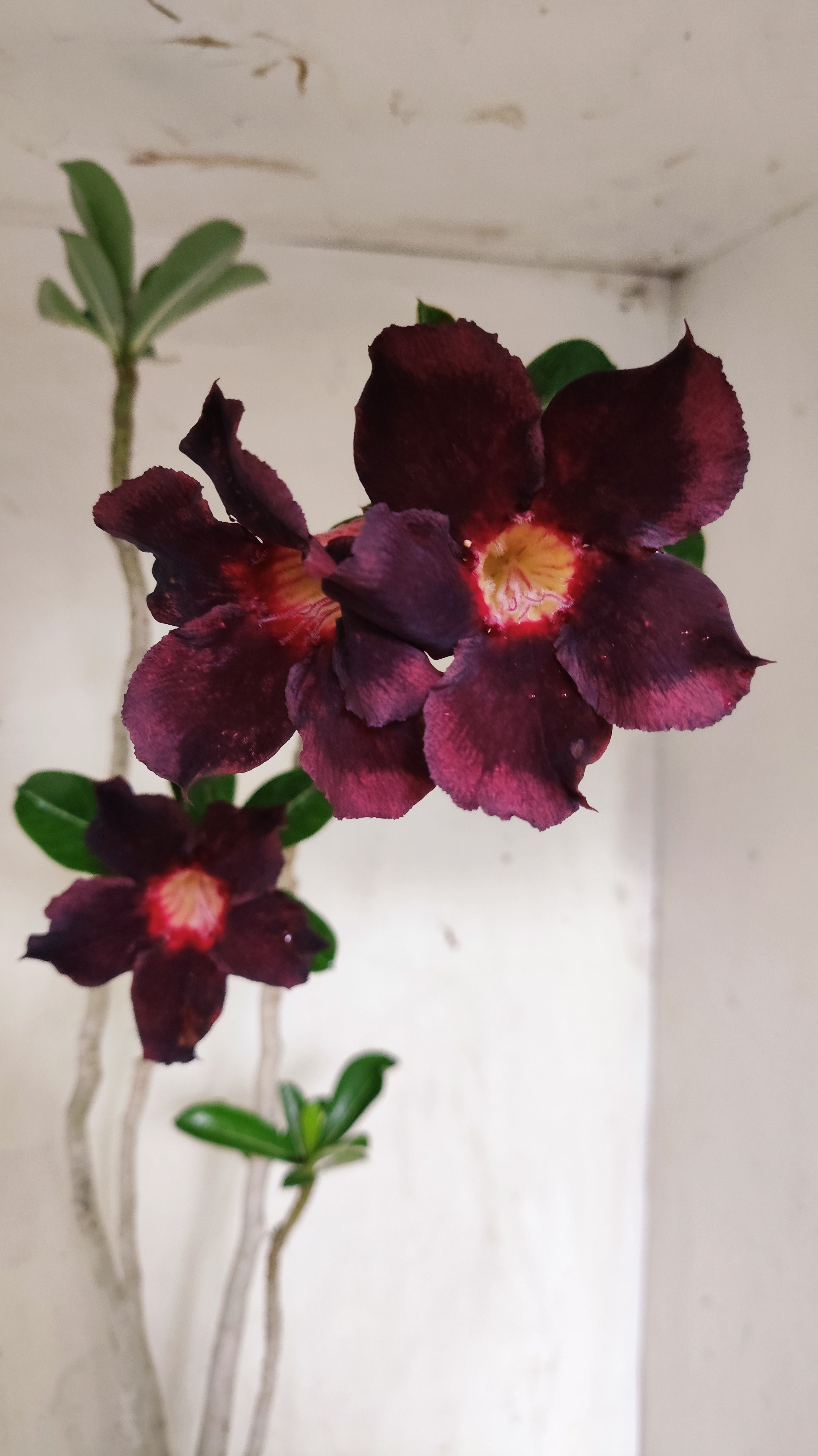 Planta Simples 3632 – 45cm – 03 anos - vaso 15