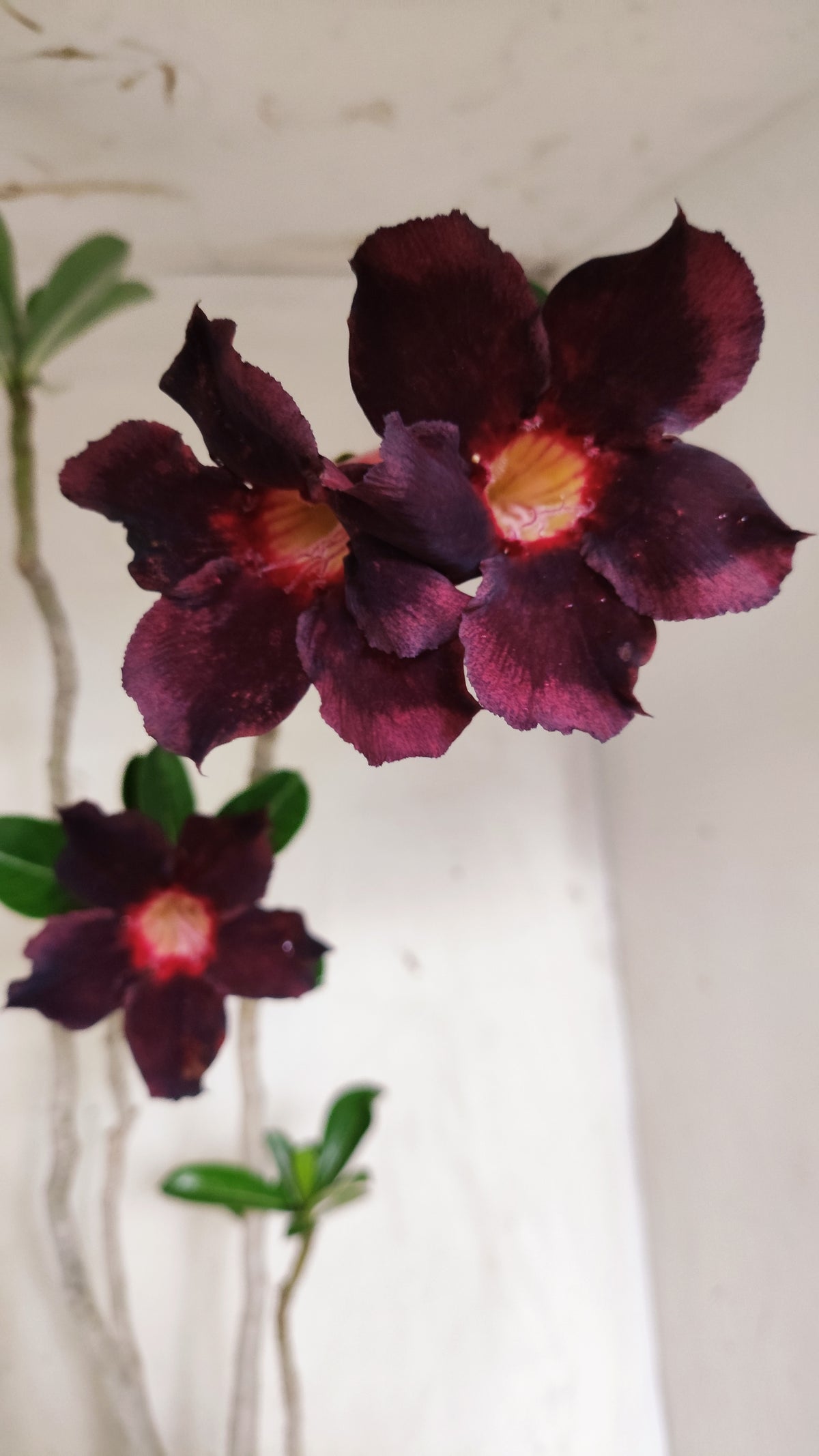 Planta Simples 3632 – 45cm – 03 anos - vaso 15