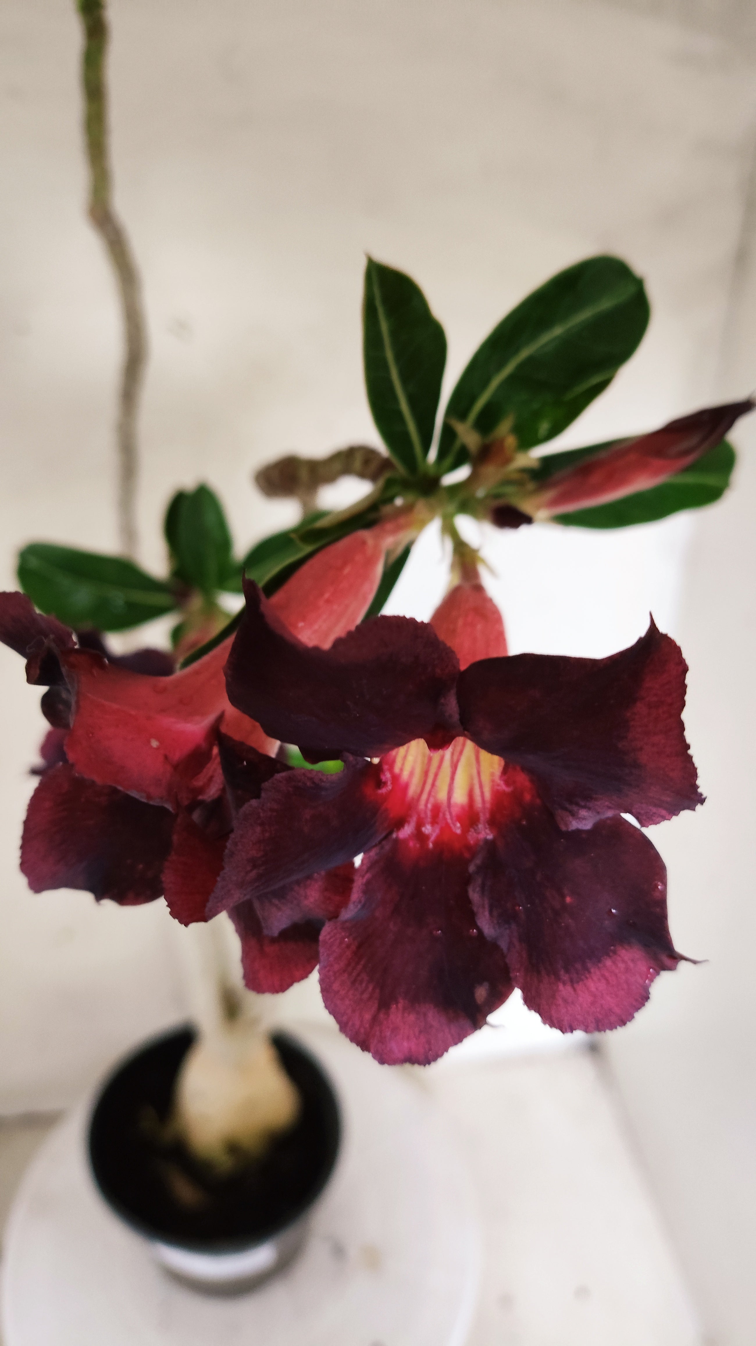 Planta Simples 3632 – 45cm – 03 anos - vaso 15