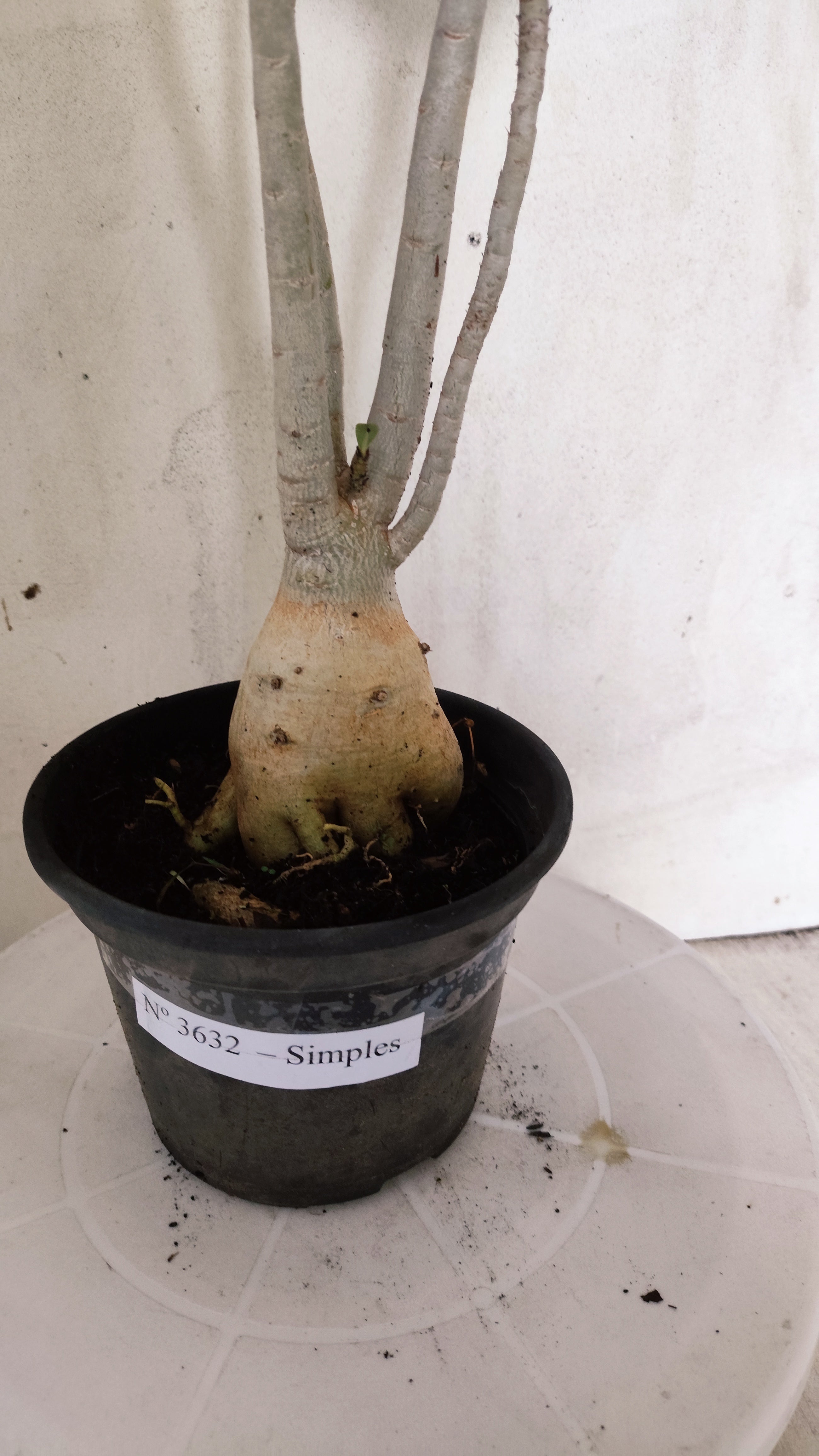 Planta Simples 3632 – 45cm – 03 anos - vaso 15