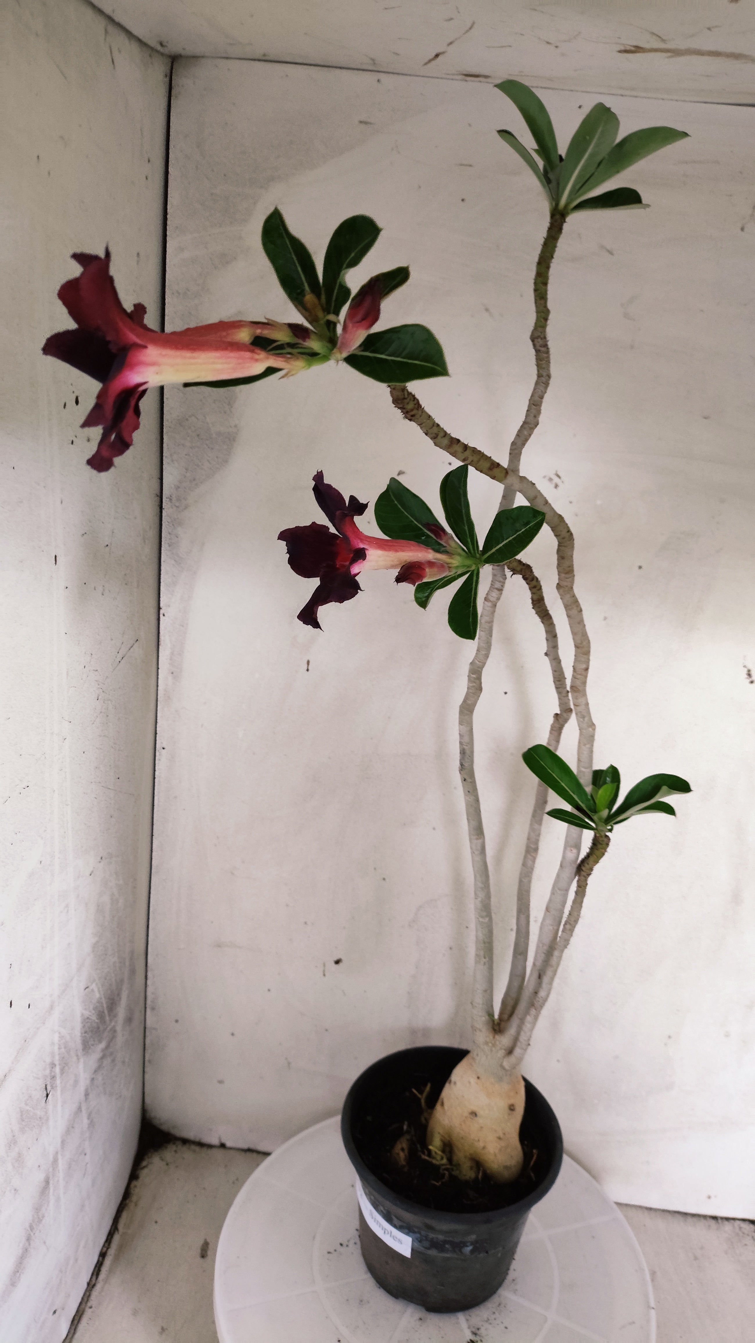 Planta Simples 3632 – 45cm – 03 anos - vaso 15