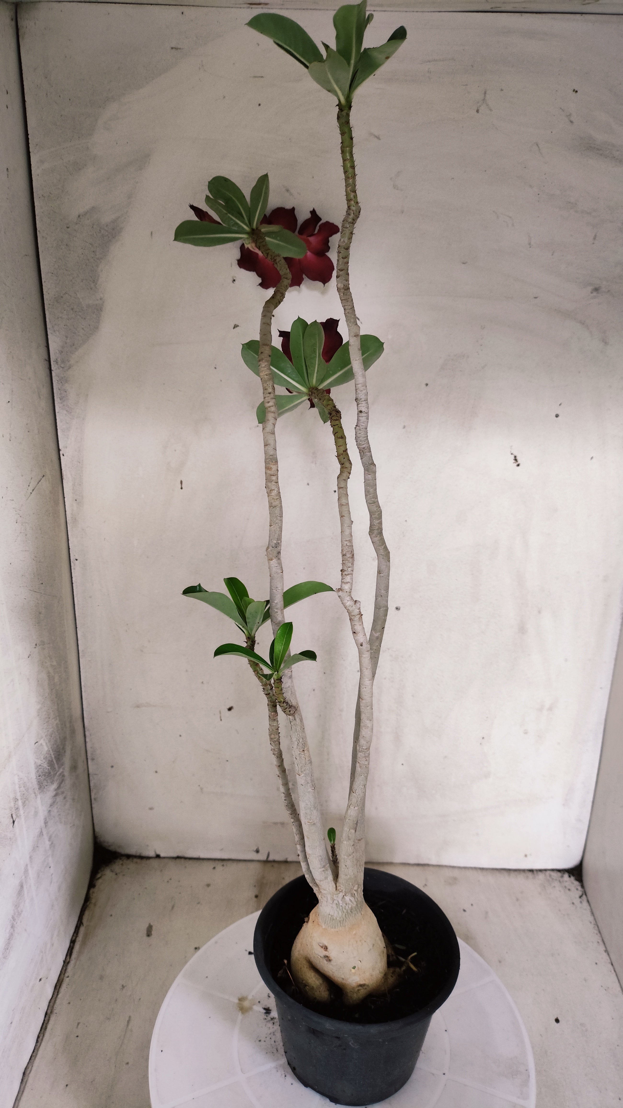 Planta Simples 3632 – 45cm – 03 anos - vaso 15