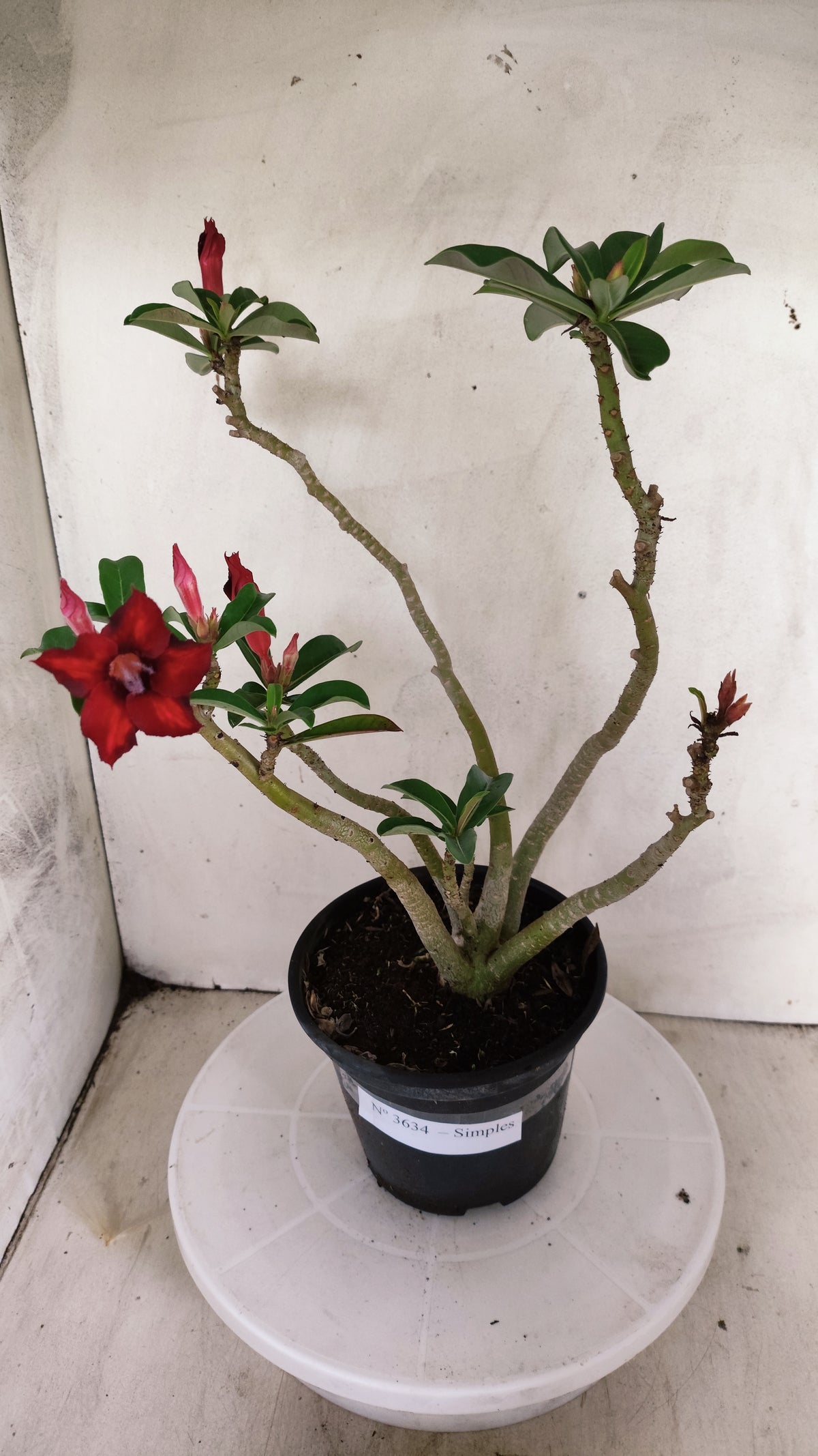 Planta Simples 3634 – 35cm – 02 anos - vaso 15