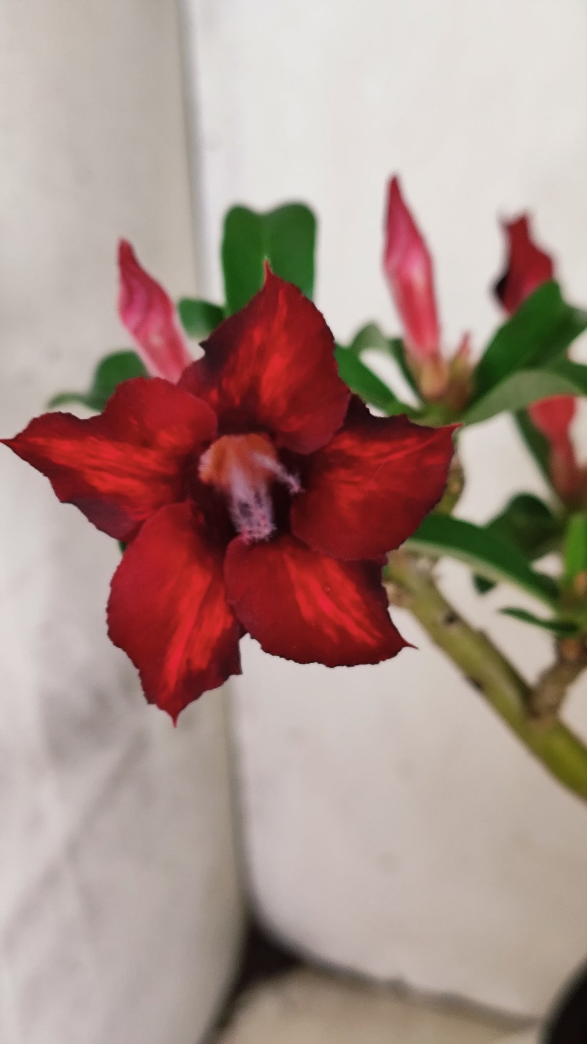Planta Simples 3634 – 35cm – 02 anos - vaso 15