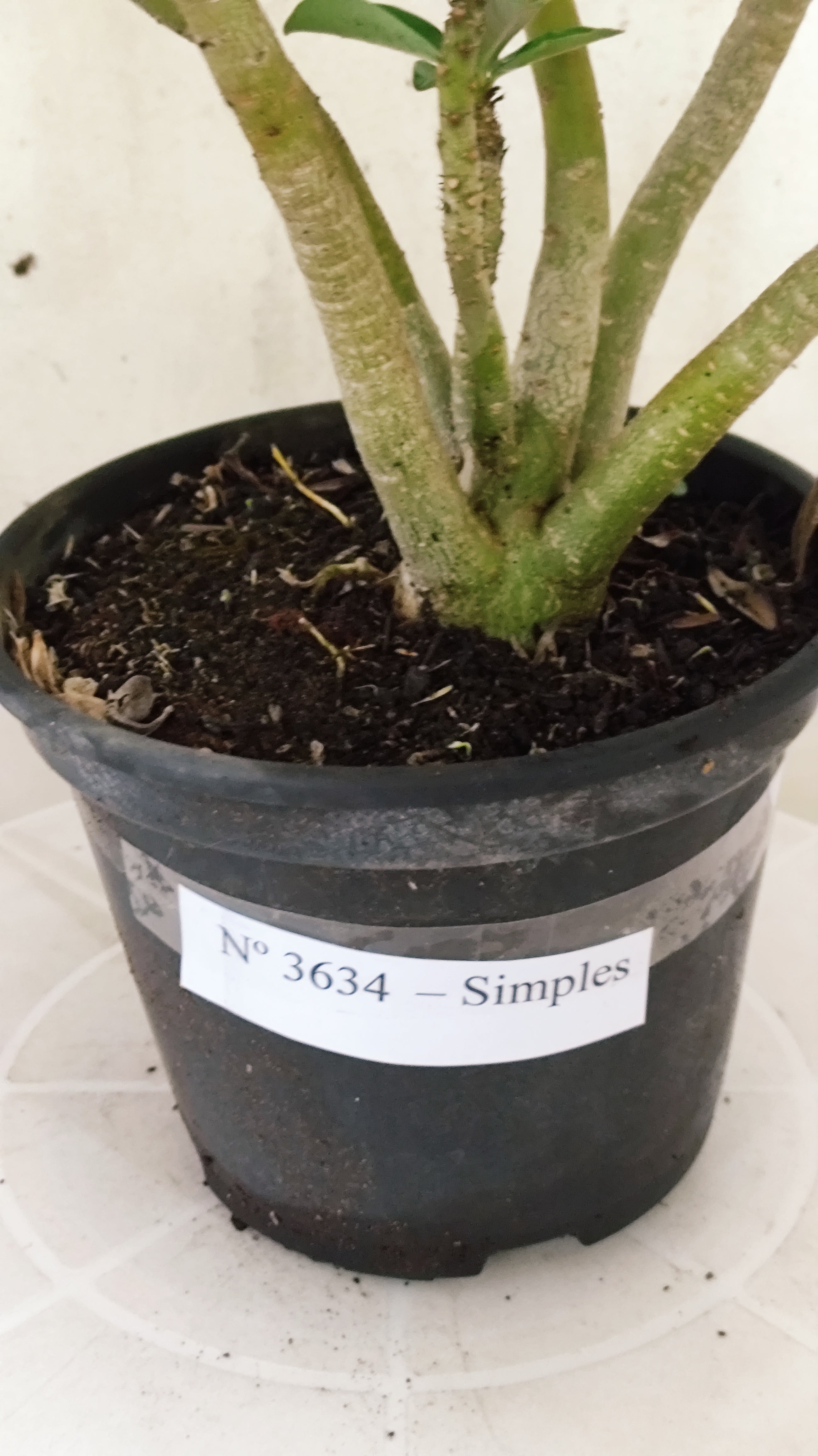 Planta Simples 3634 – 35cm – 02 anos - vaso 15