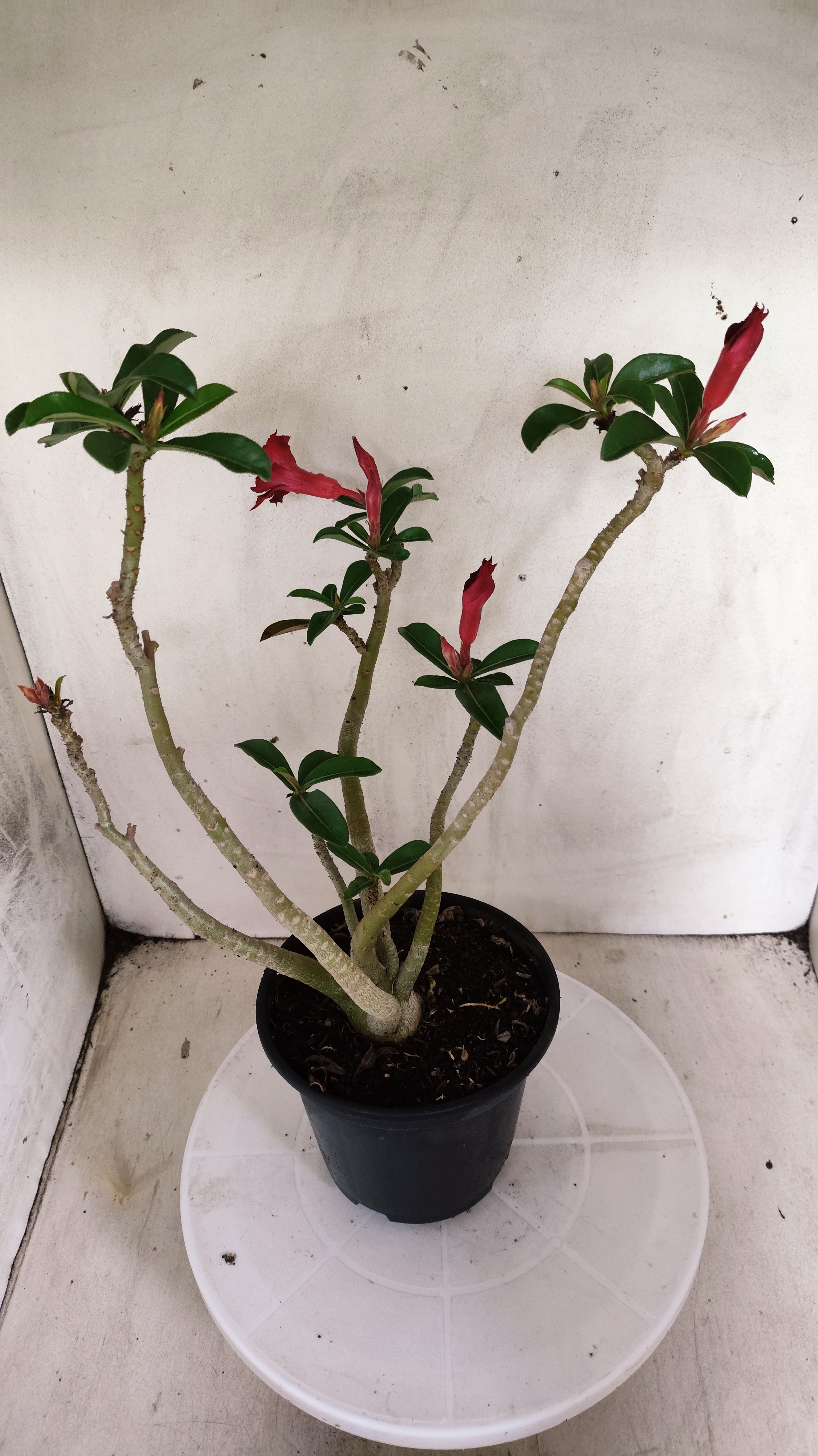 Planta Simples 3634 – 35cm – 02 anos - vaso 15