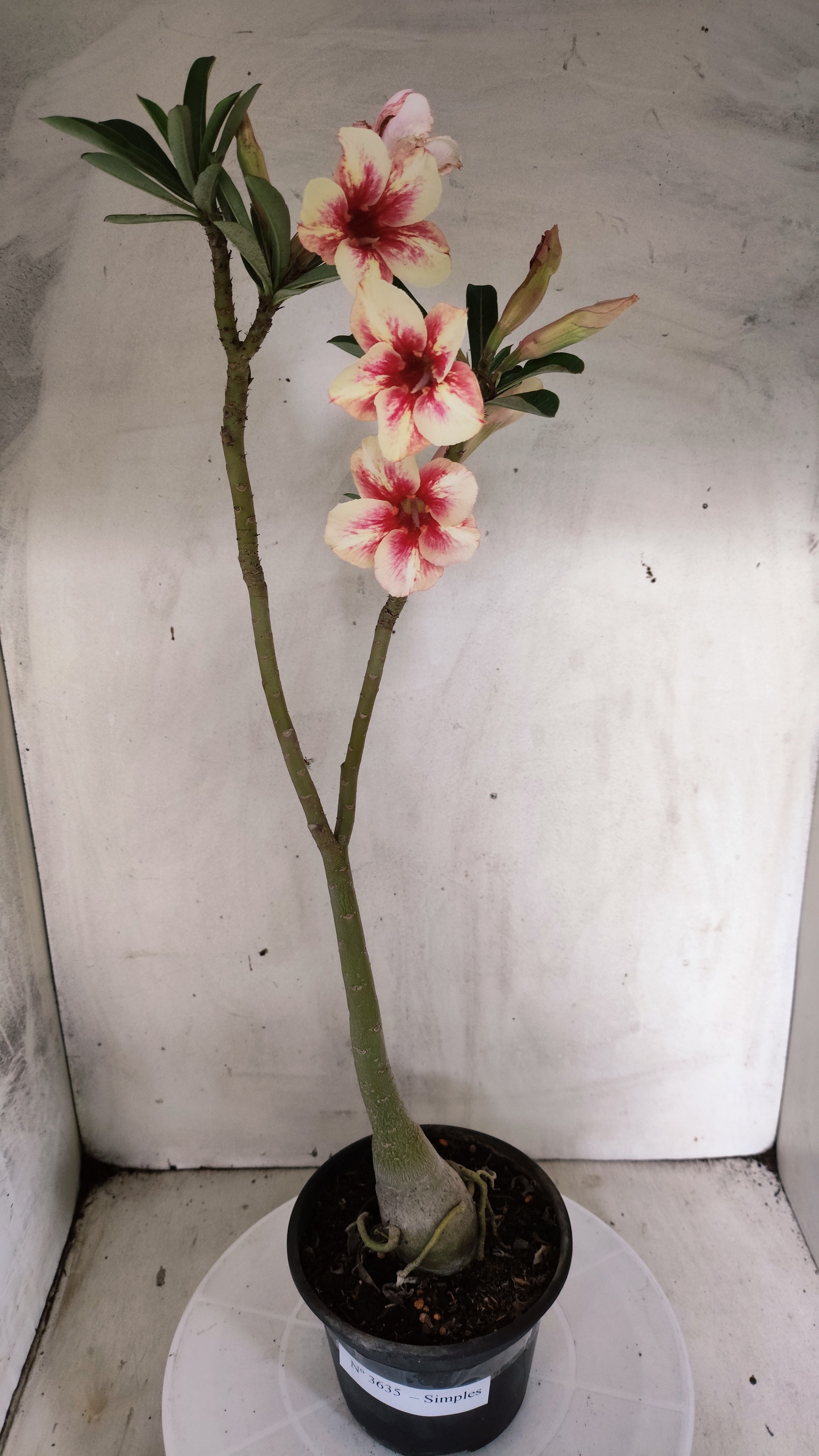 Planta Simples 3635 – 35cm – 03 anos - vaso 15