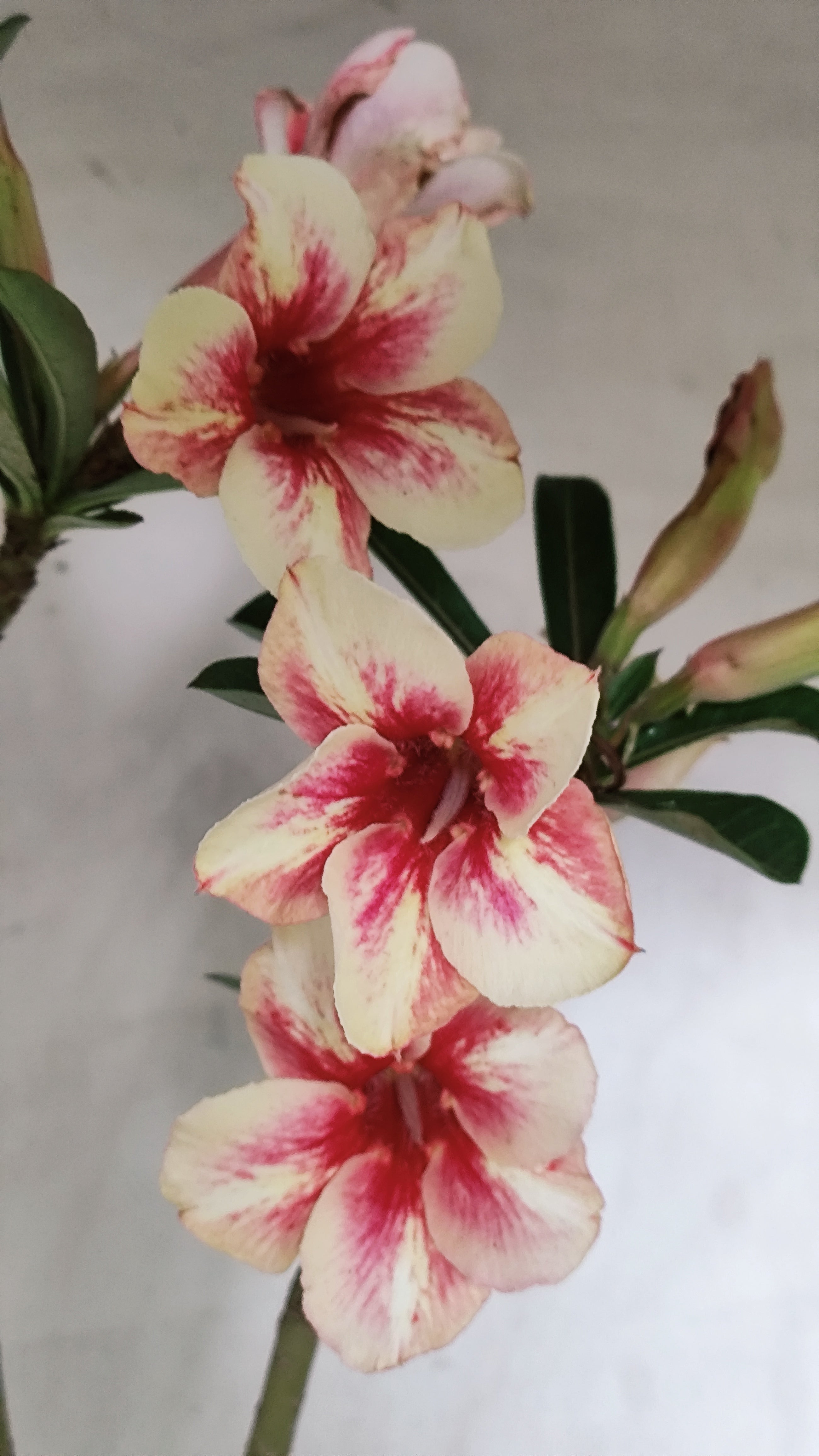 Planta Simples 3635 – 35cm – 03 anos - vaso 15