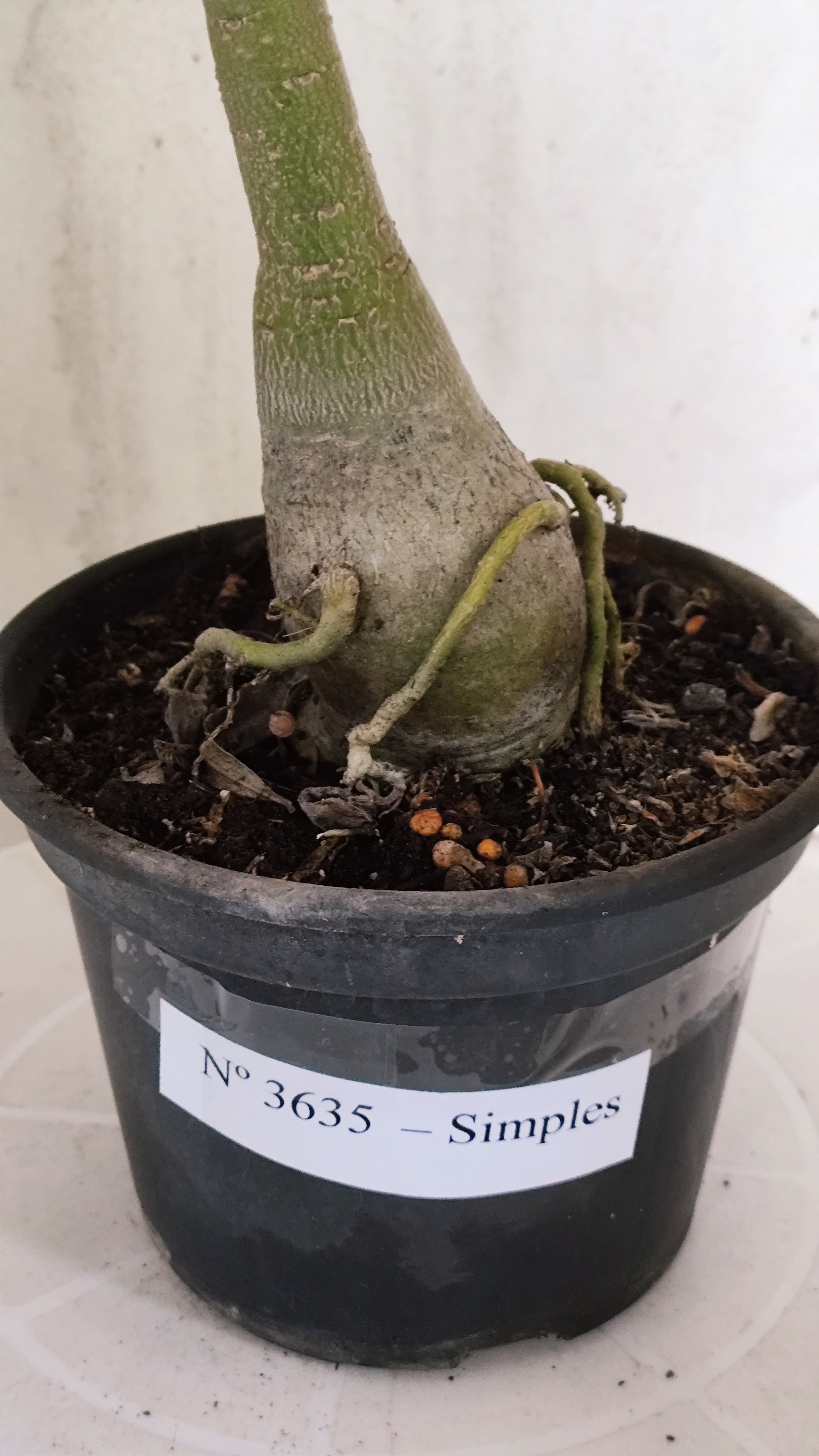 Planta Simples 3635 – 35cm – 03 anos - vaso 15