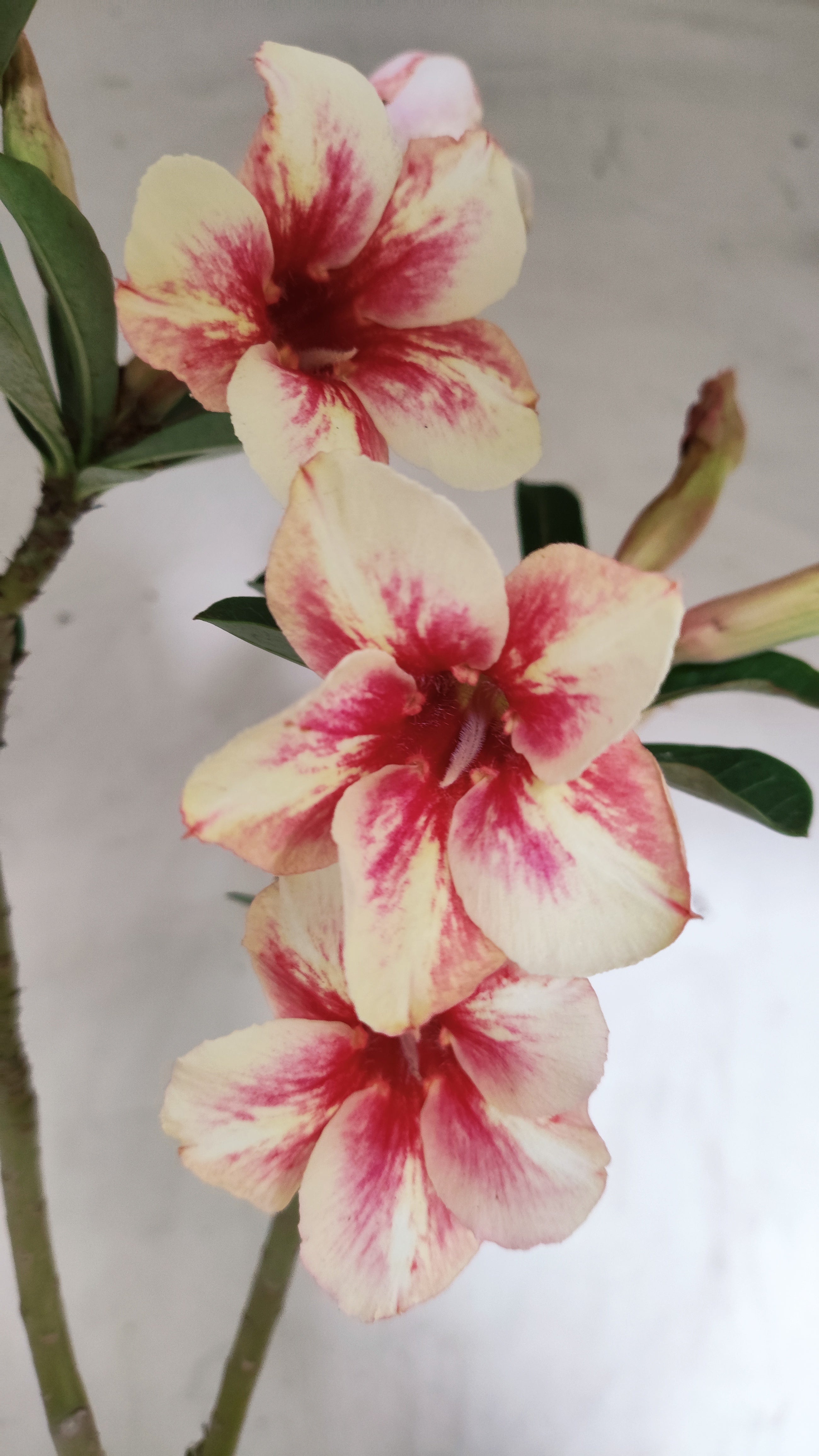 Planta Simples 3635 – 35cm – 03 anos - vaso 15